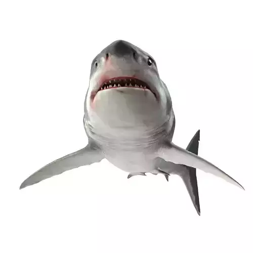 Shark great 3D model