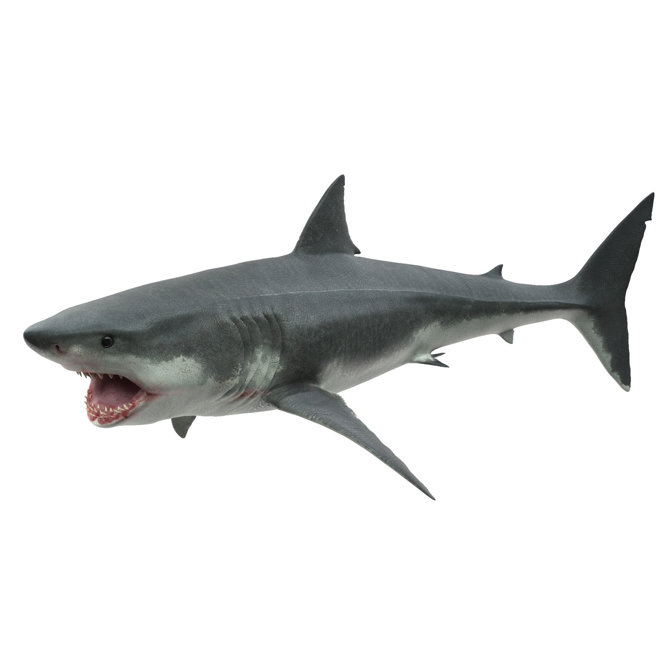 Shark great 3D model_18