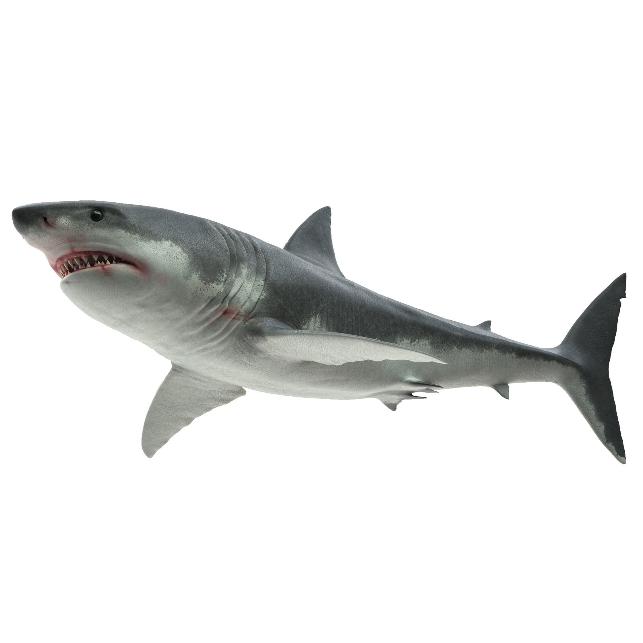 Shark great 3D model_5