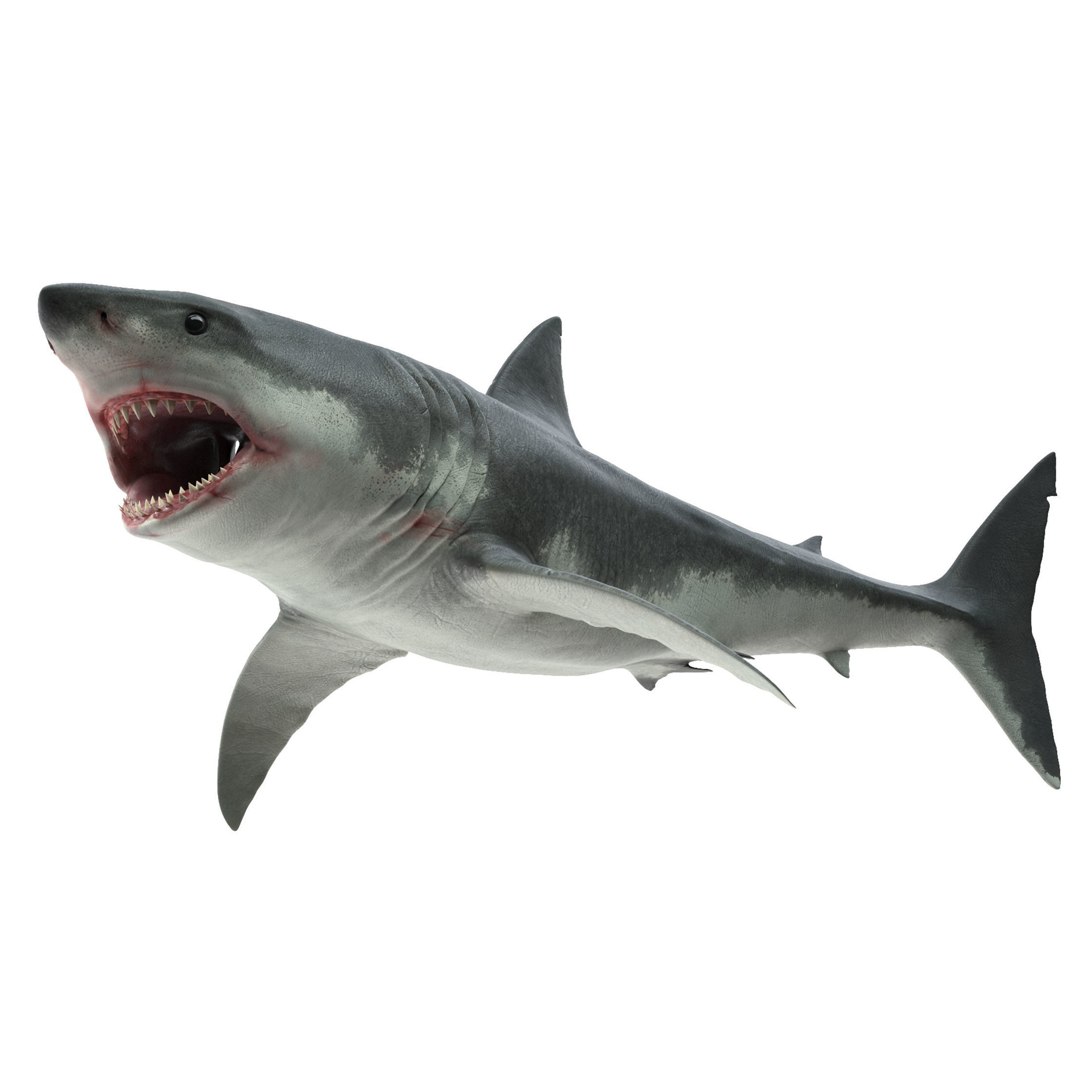 Shark great 3D model_19