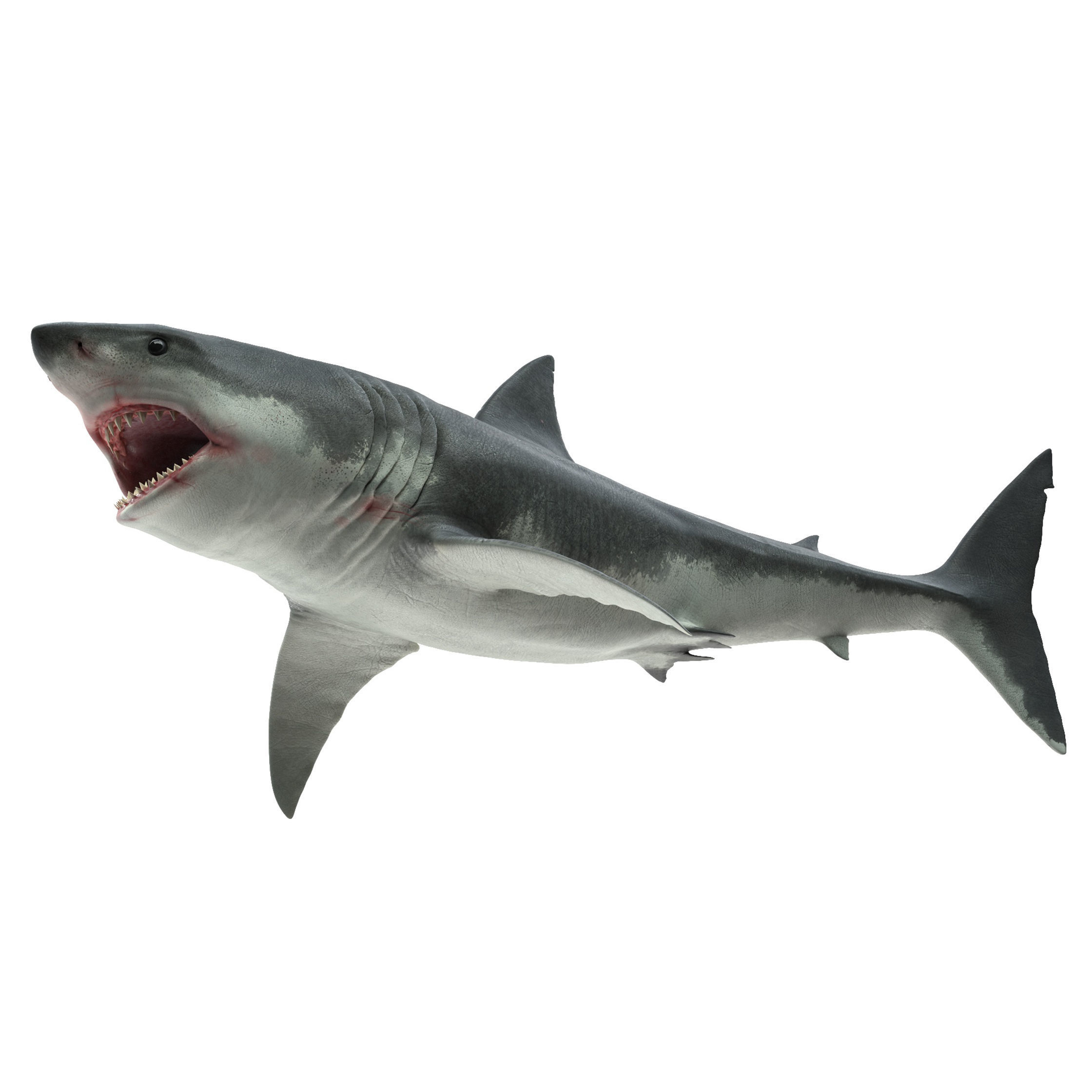 Shark great 3D model_17