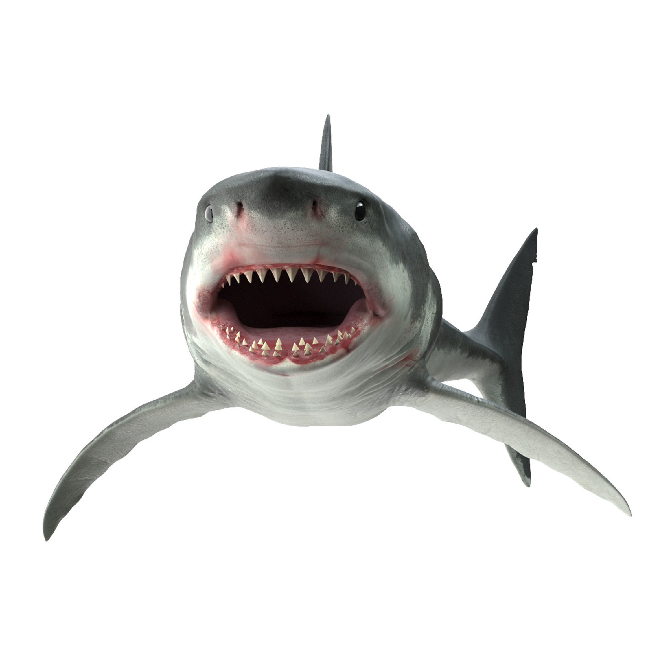 Shark great 3D model_16
