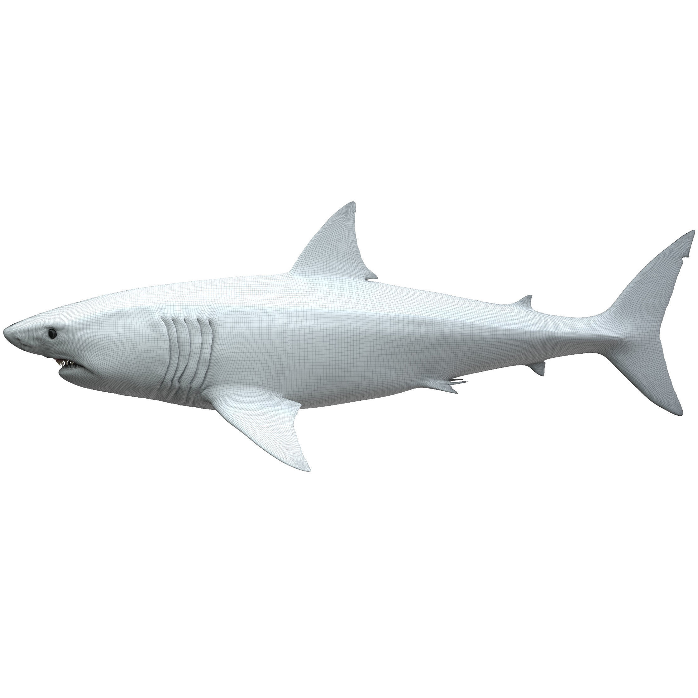 Shark great 3D model_9