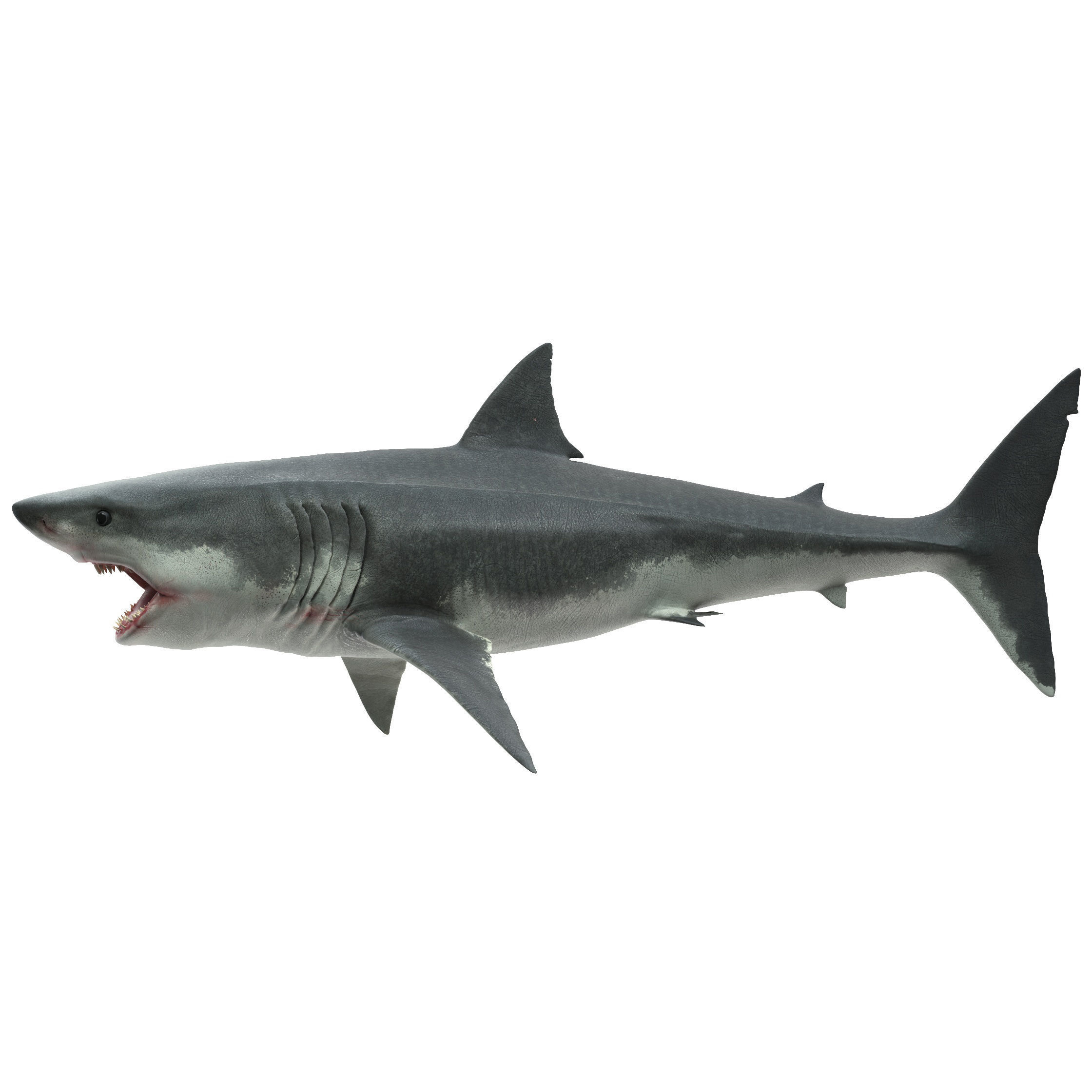Shark great 3D model_4