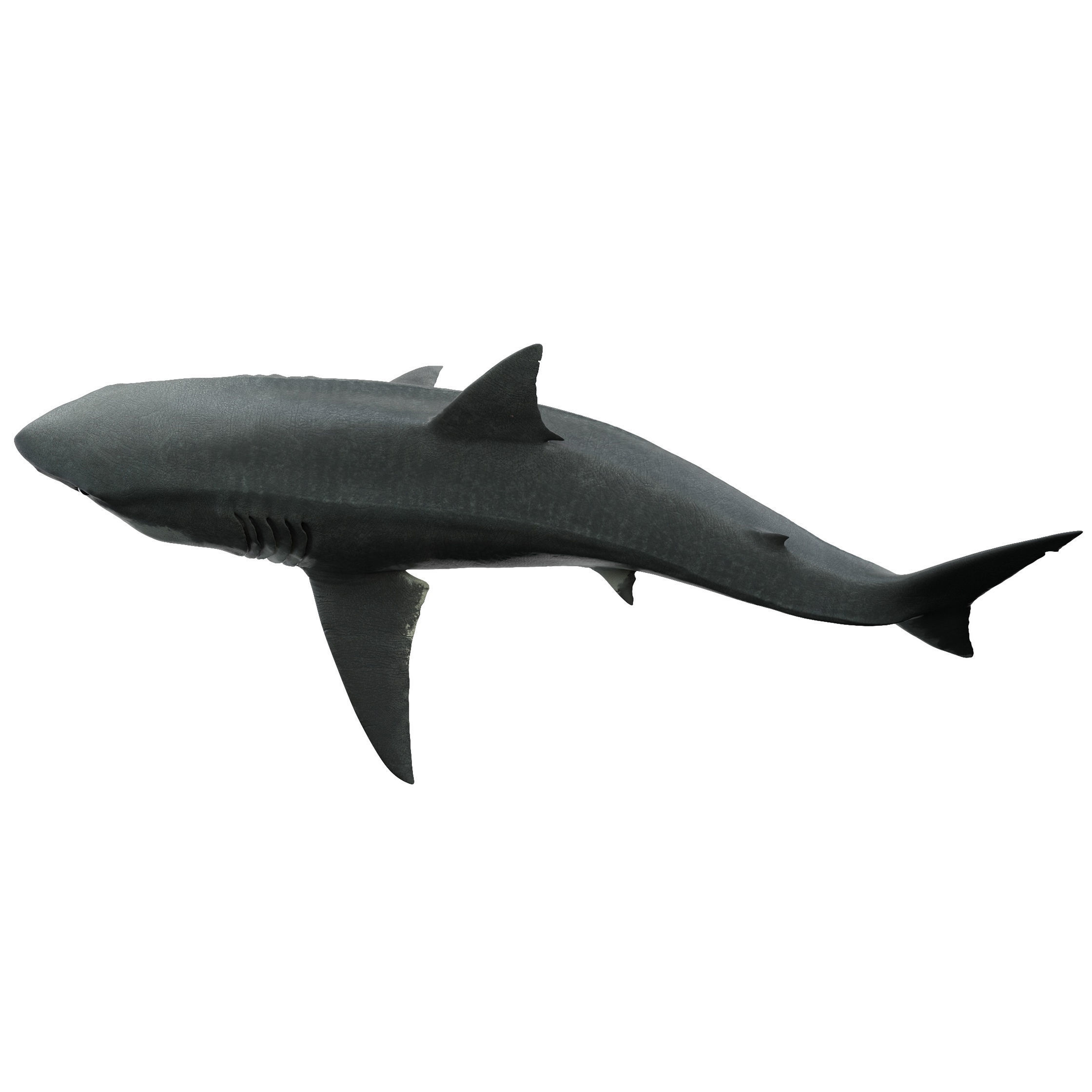 Shark great 3D model_7