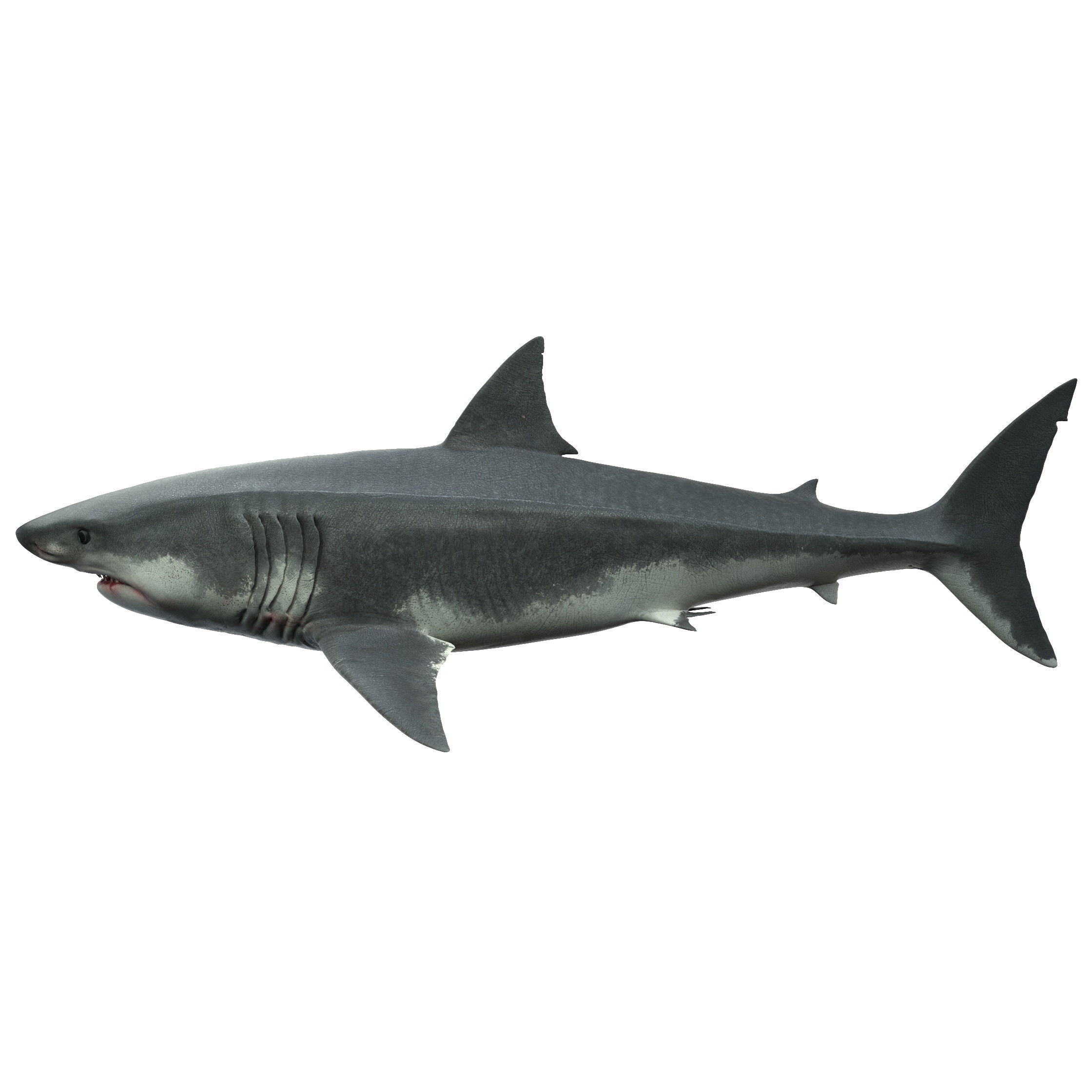 Shark great 3D model_8