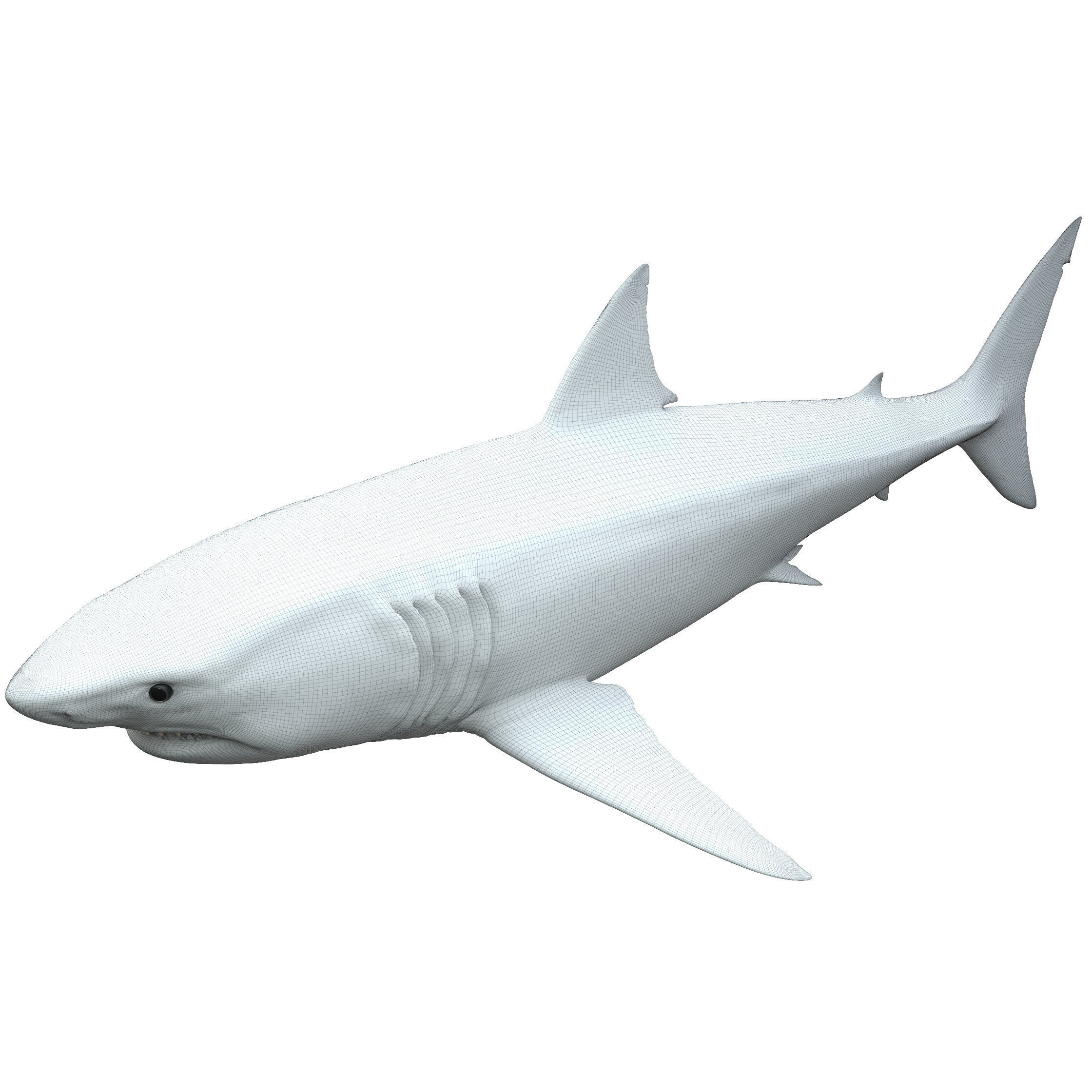 Shark great 3D model_10