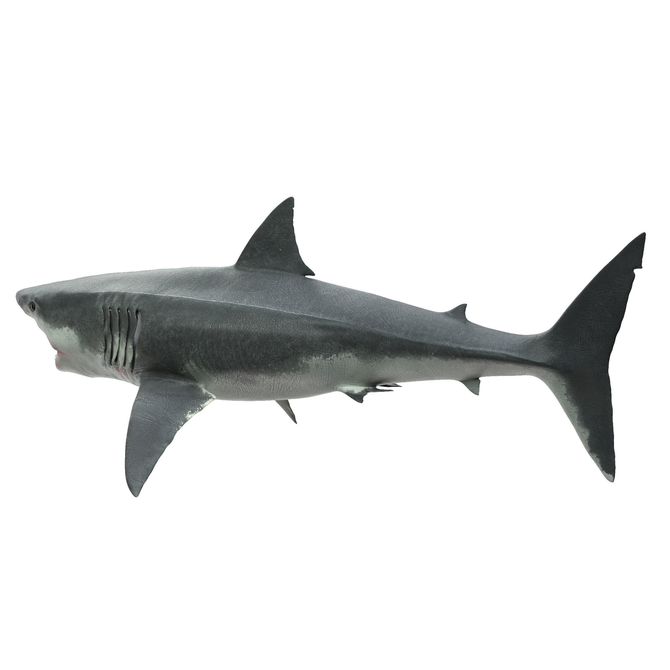 Shark great 3D model_15