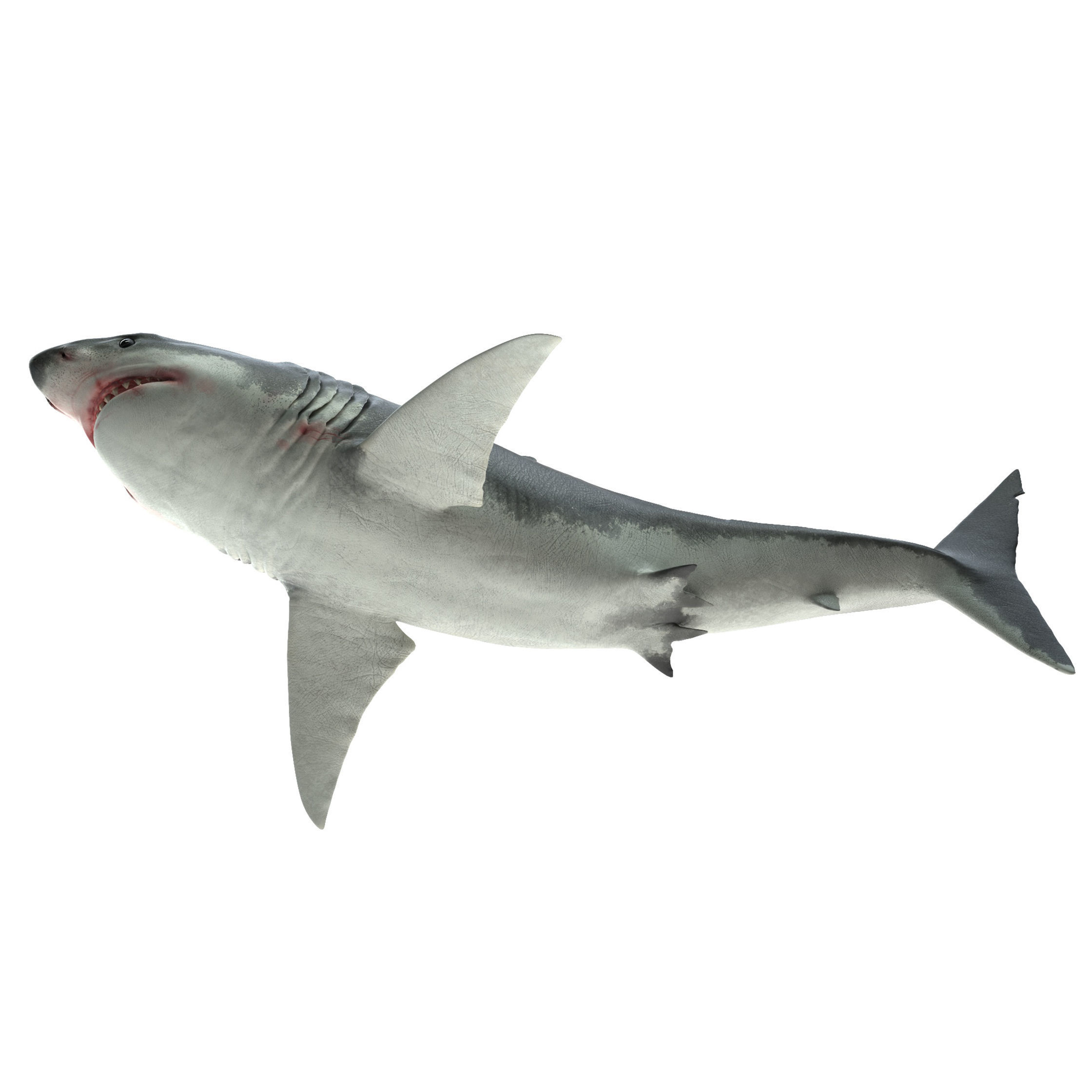 Shark great 3D model_6