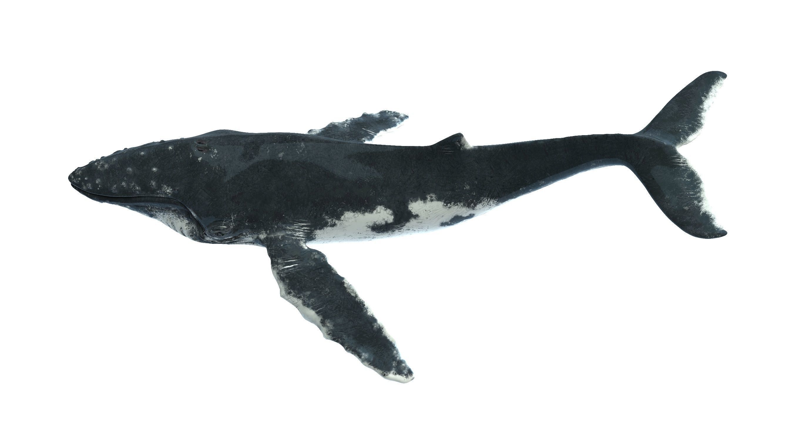 Humpback whale 3D model_4