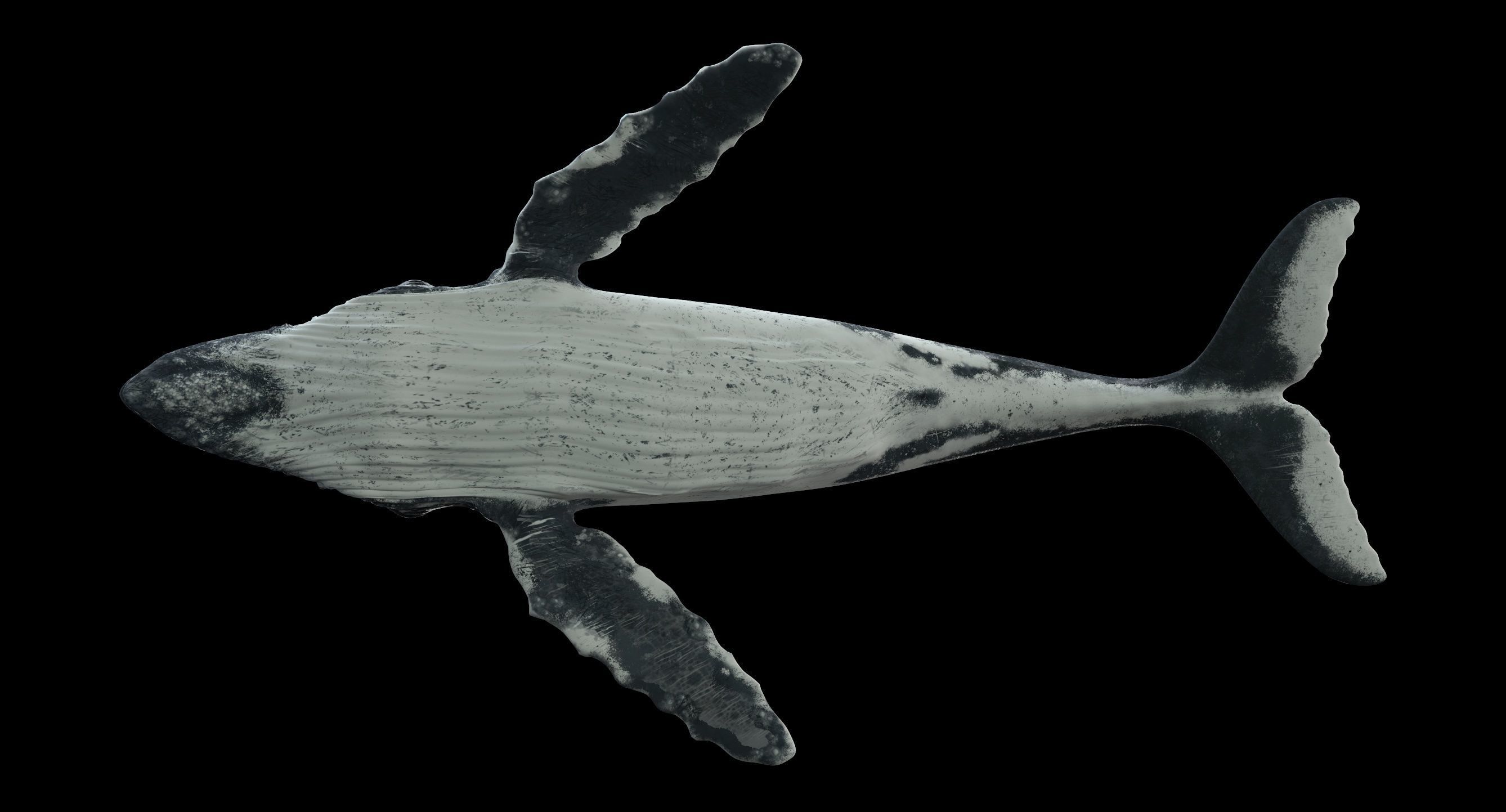 Humpback whale 3D model_26