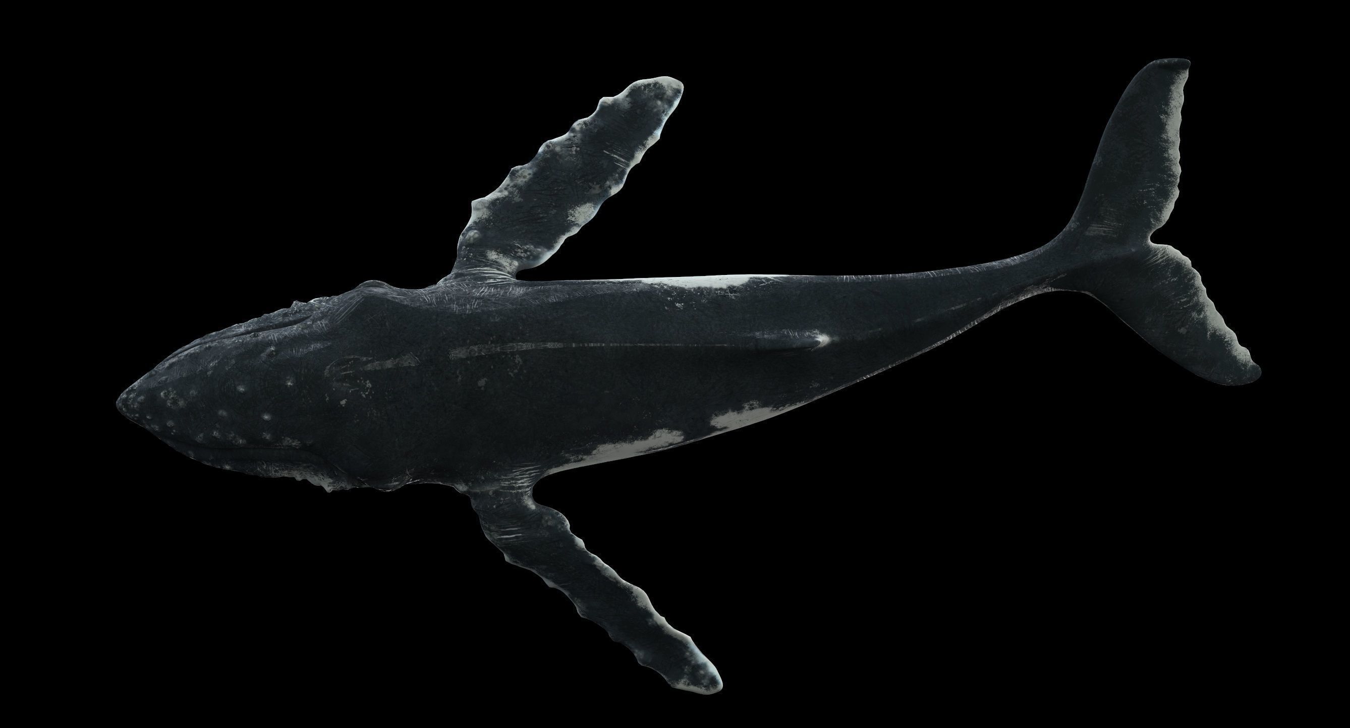 Humpback whale 3D model_24