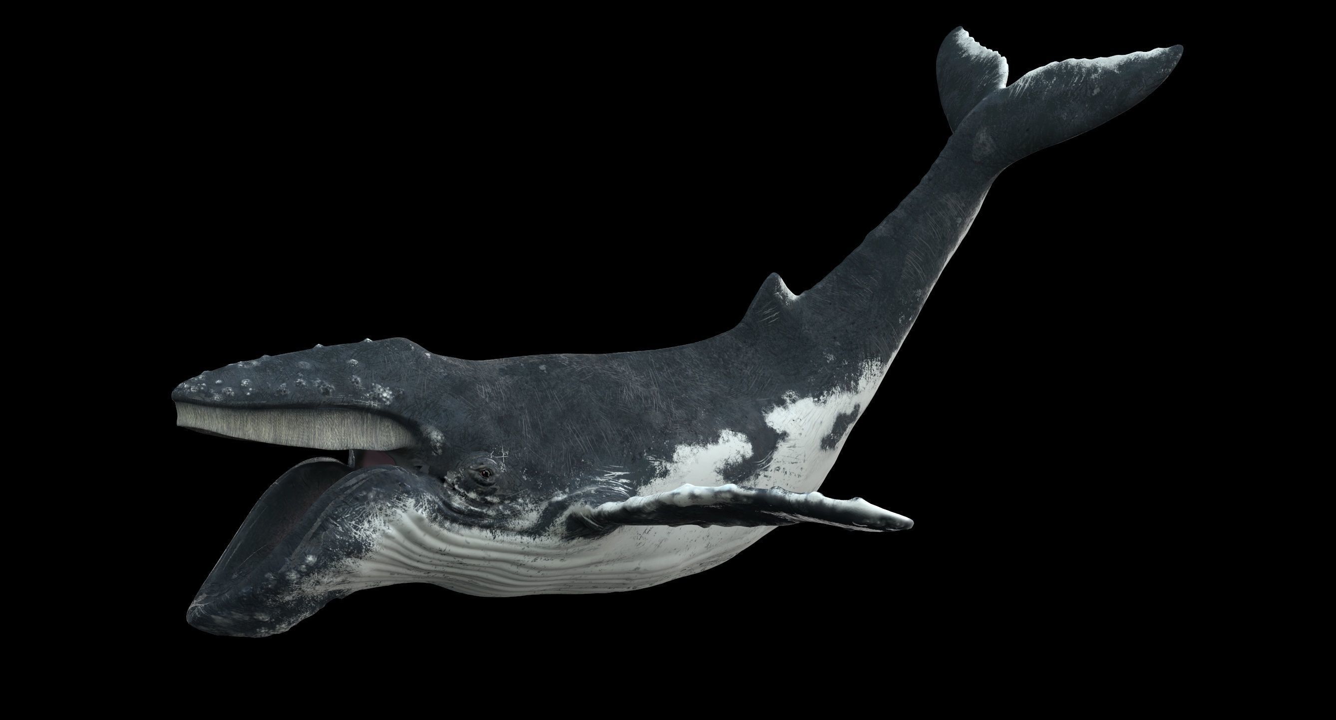 Humpback whale 3D model_17