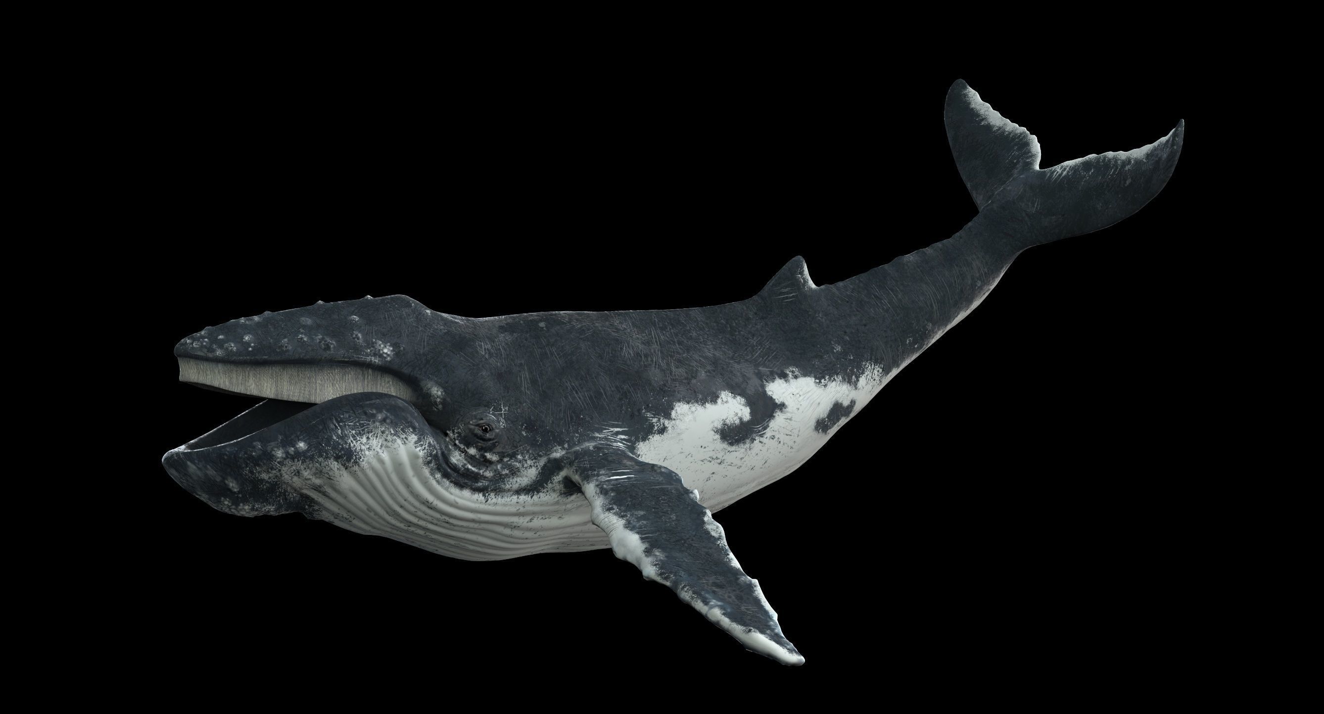 Humpback whale 3D model_20