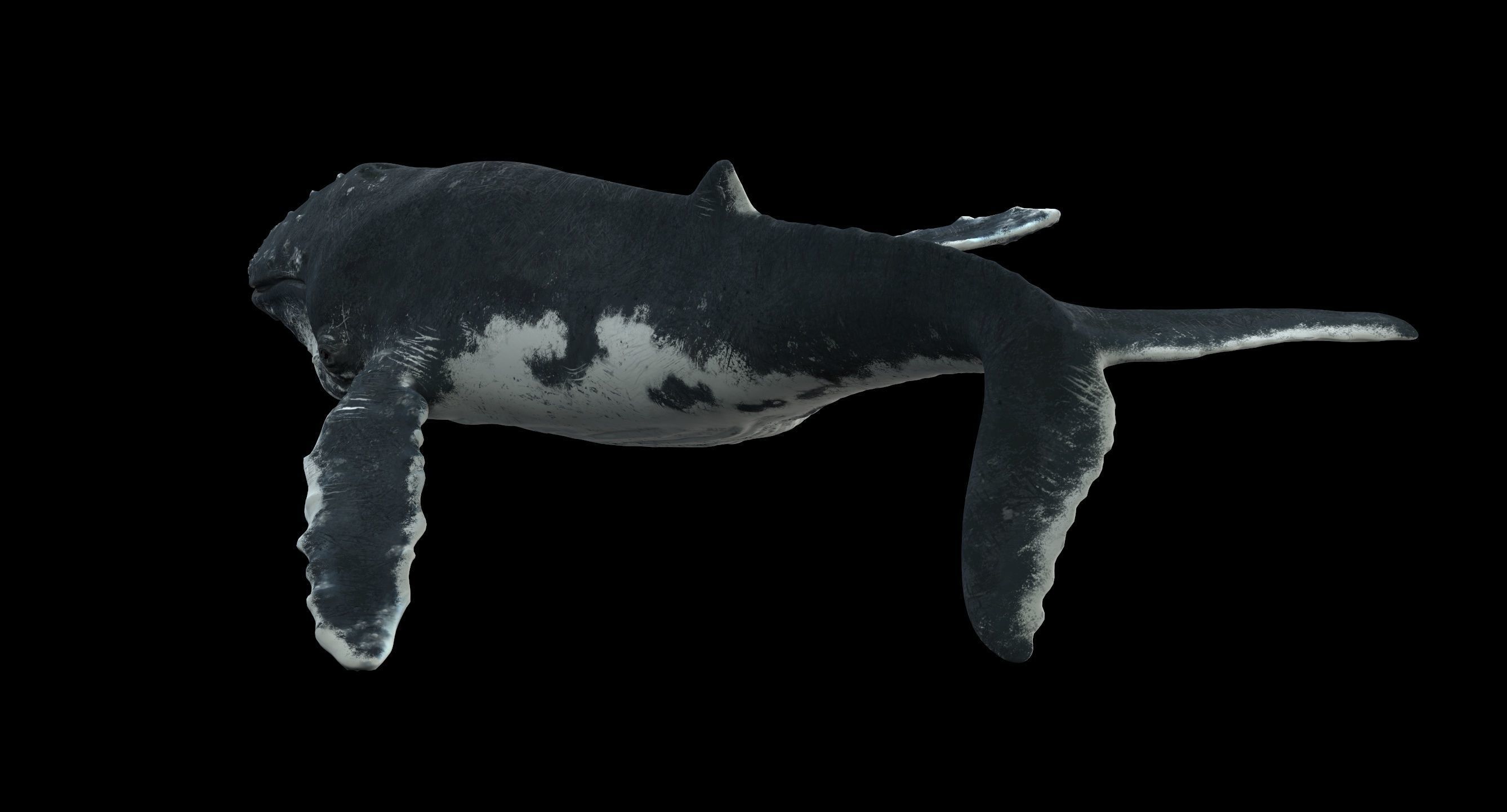 Humpback whale 3D model_18