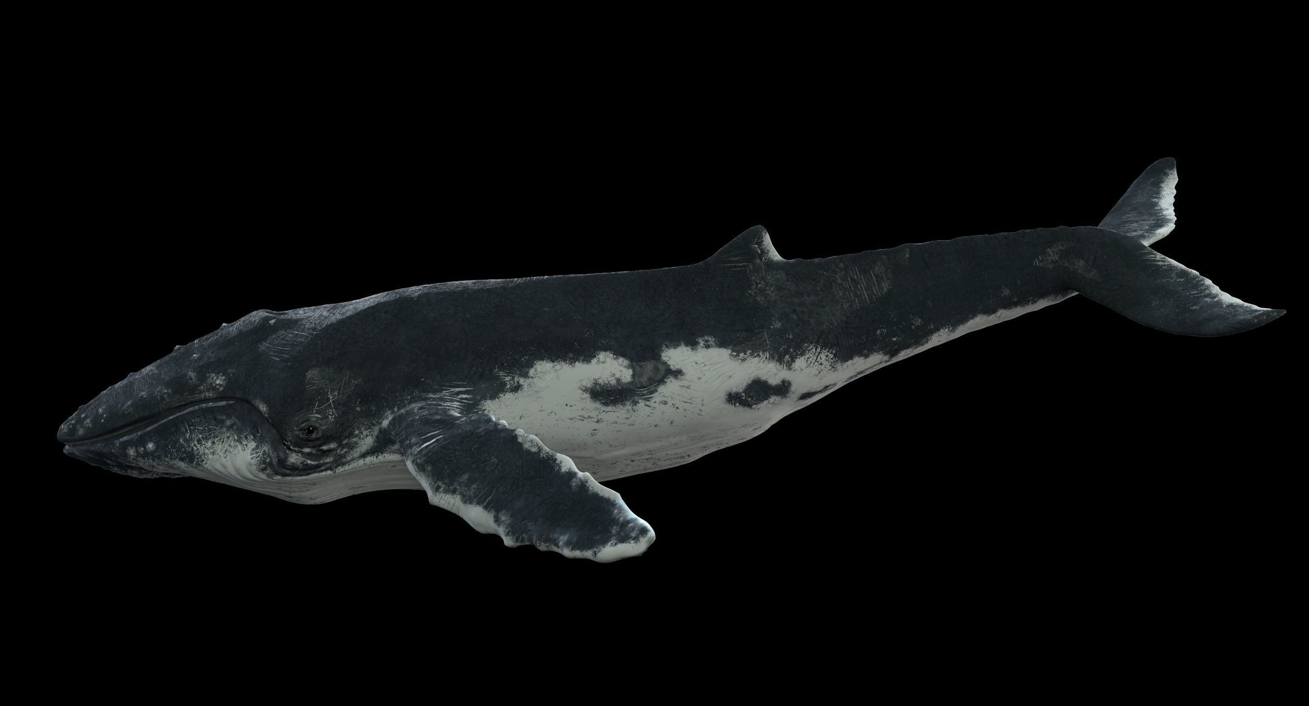 Humpback whale 3D model_23