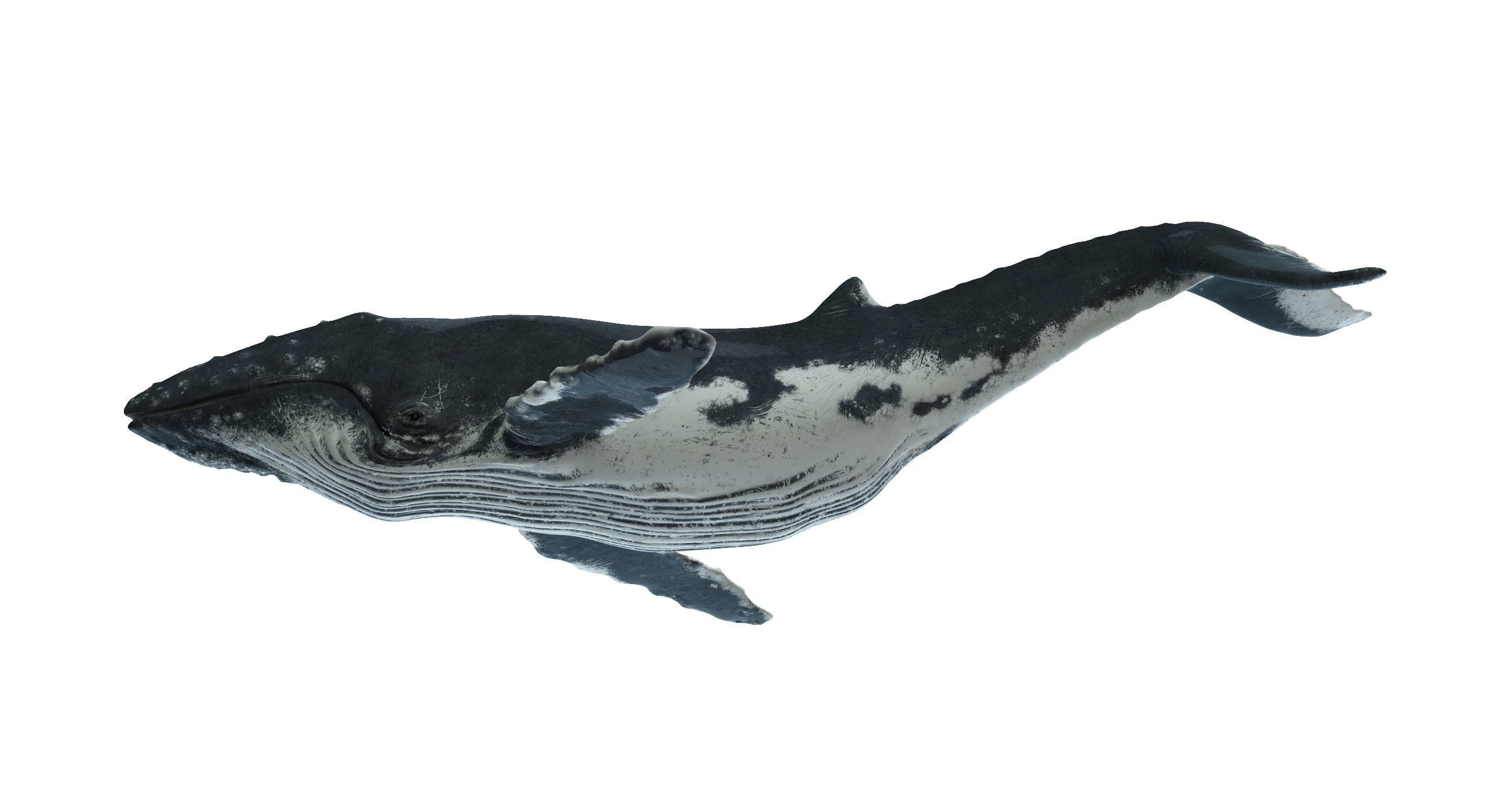 Humpback whale 3D model_2