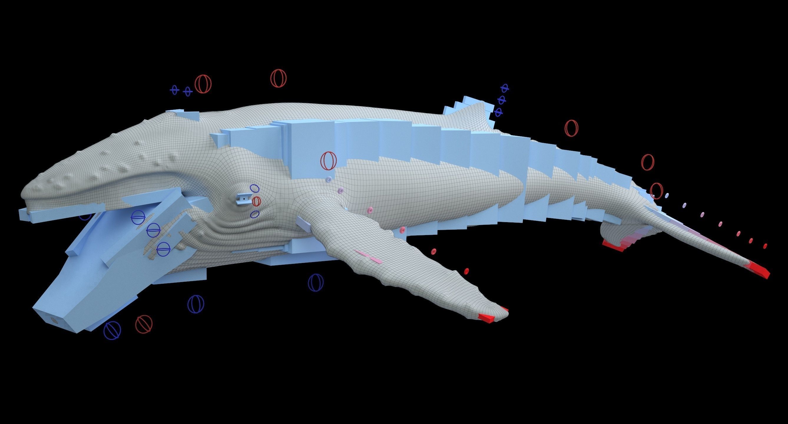 Humpback whale 3D model_16