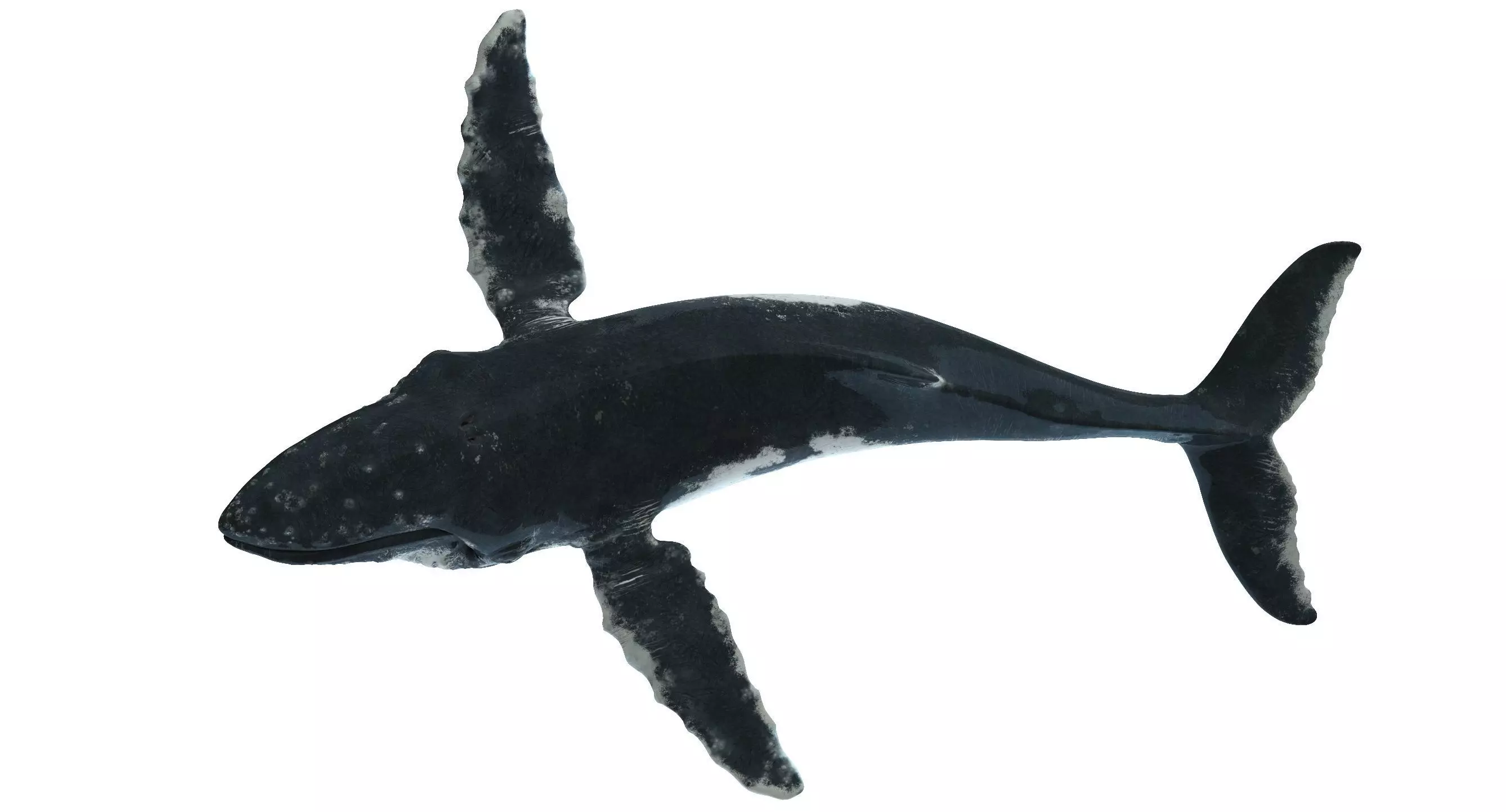 Humpback whale 3D model_0