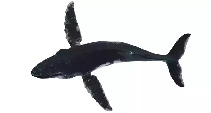 Humpback whale 3D model