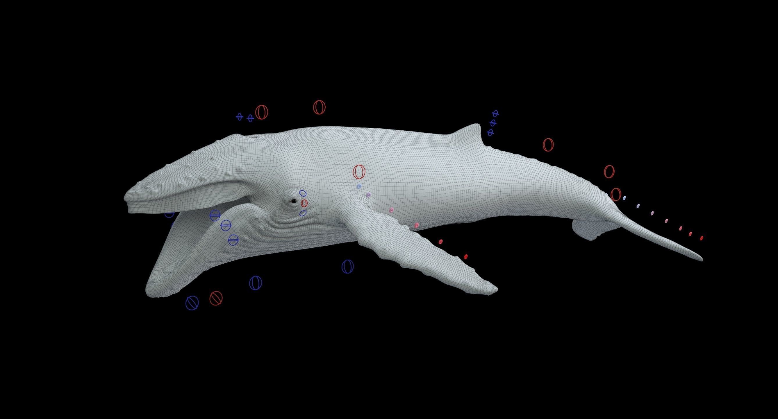 Humpback whale 3D model_15