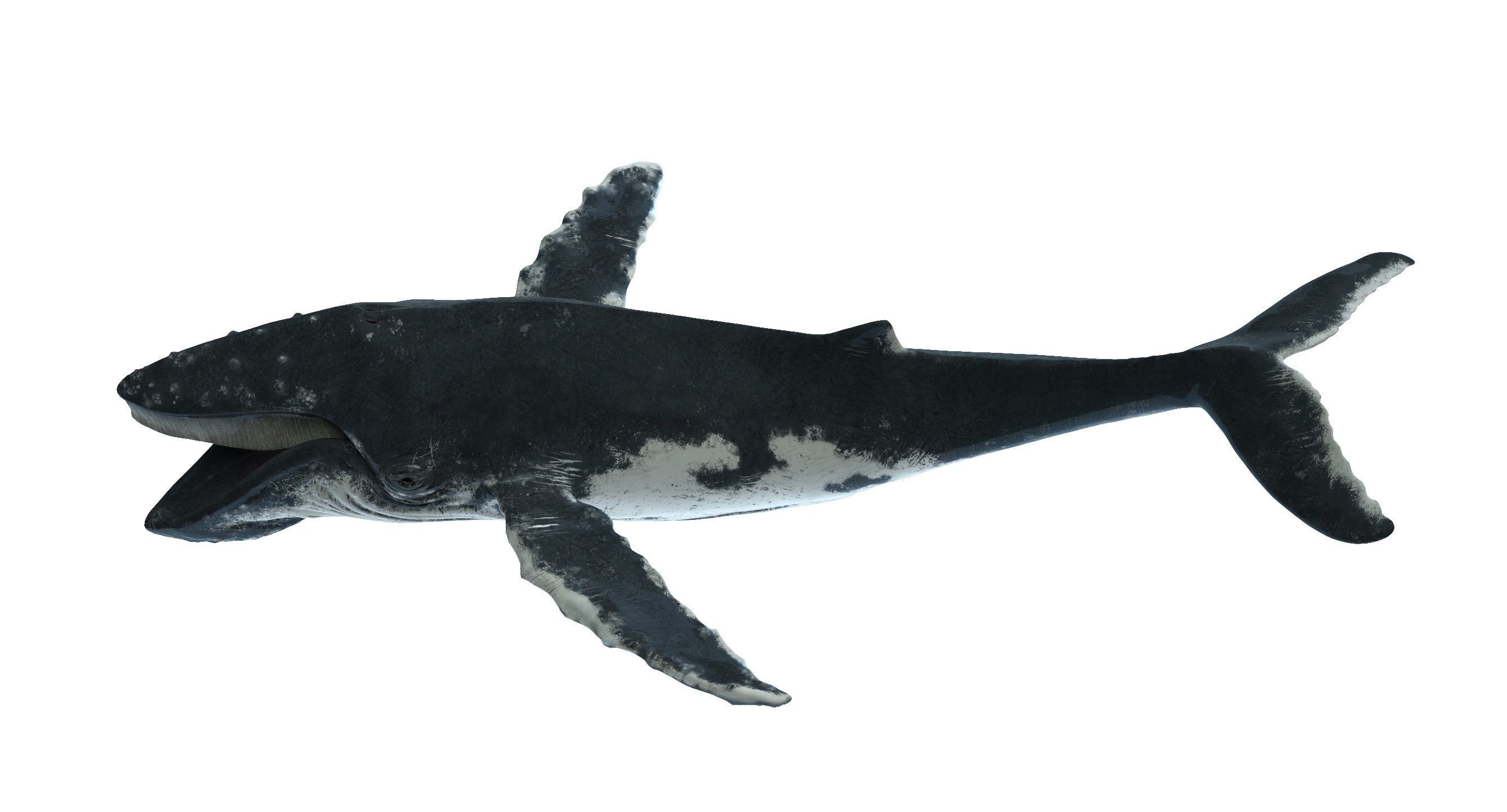 Humpback whale 3D model_10