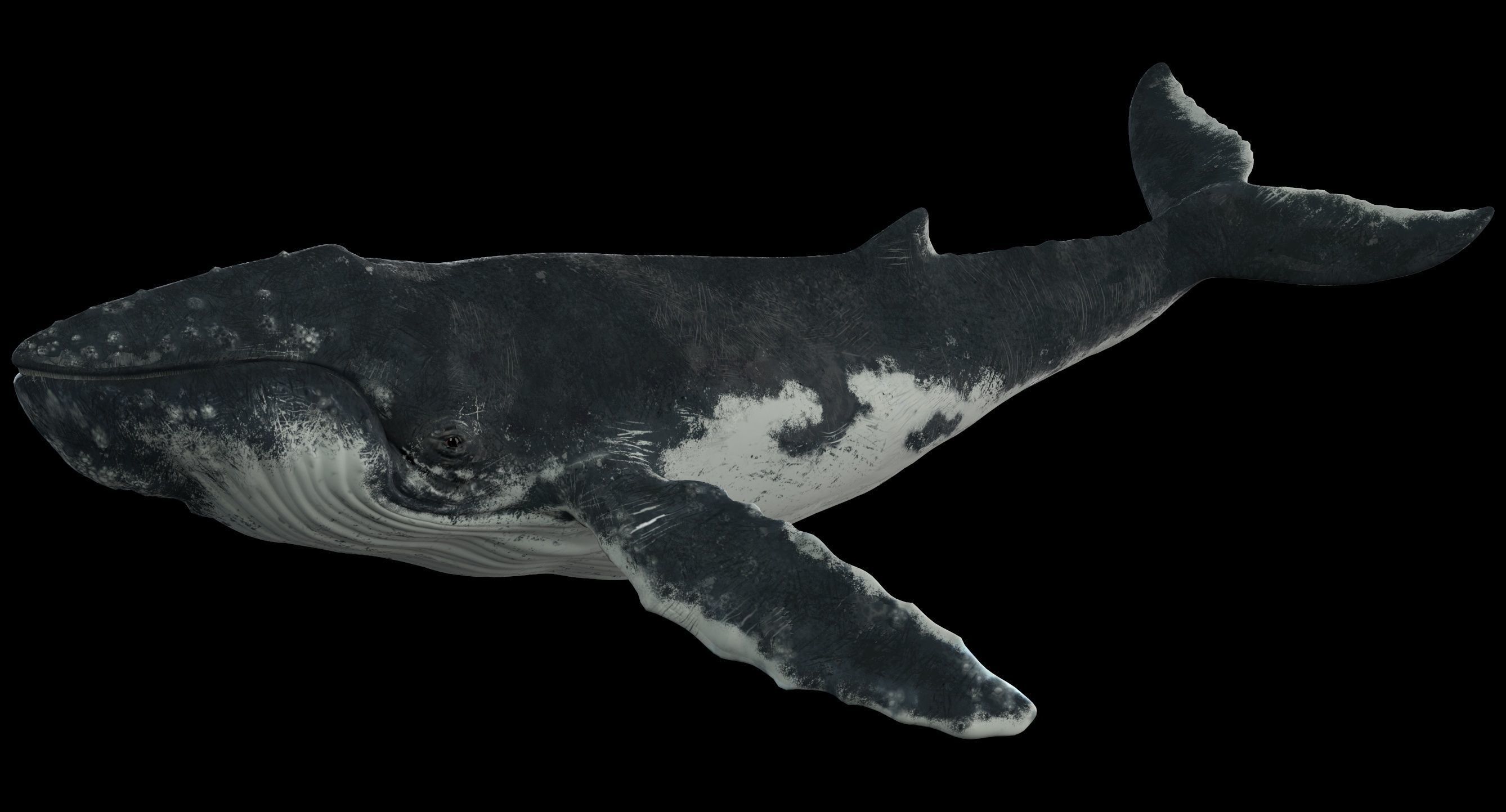 Humpback whale 3D model_21