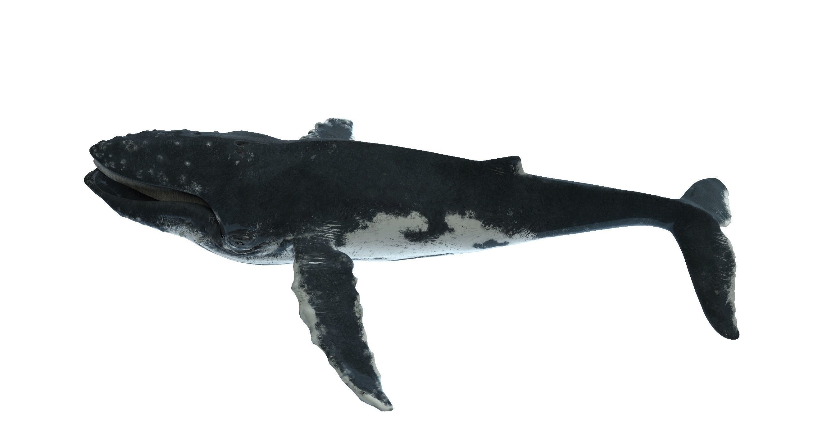 Humpback whale 3D model_12