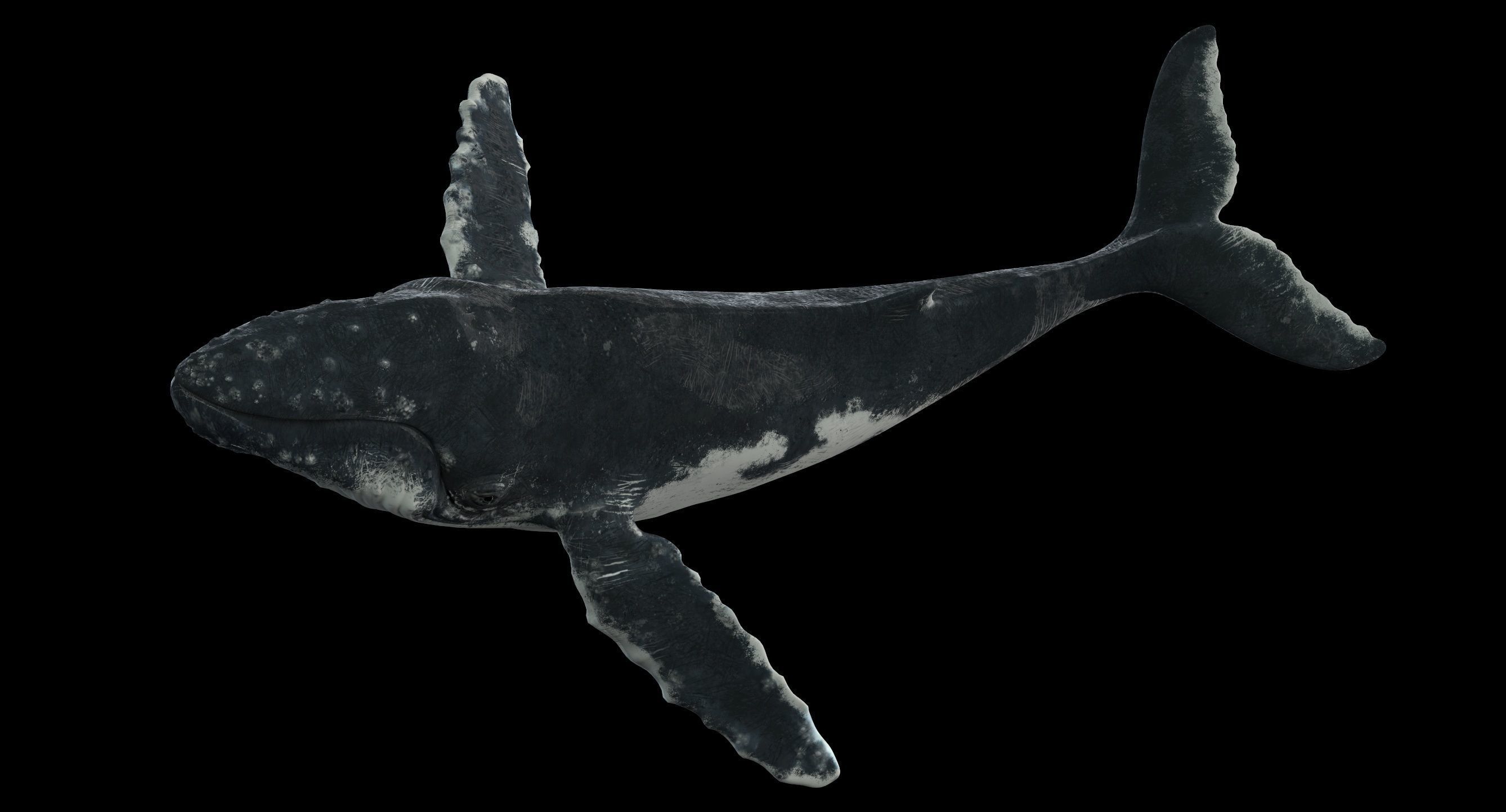 Humpback whale 3D model_22