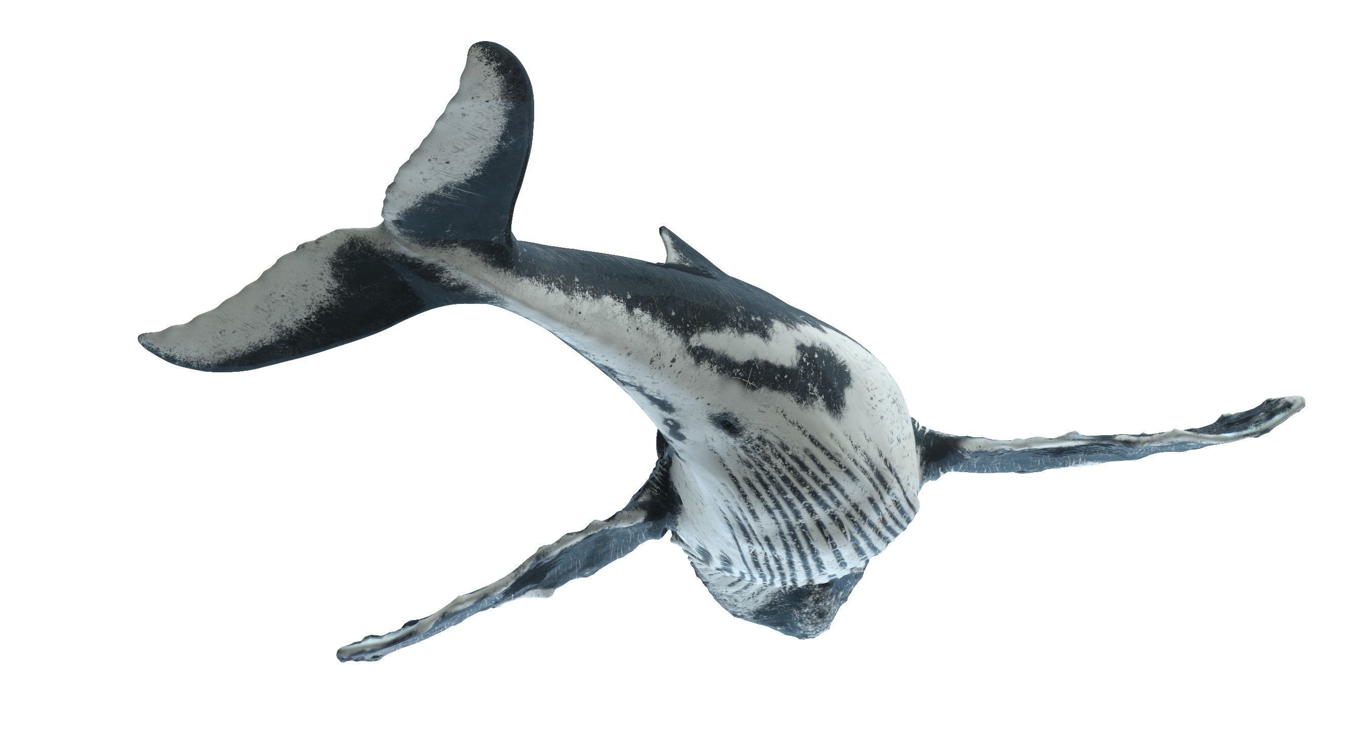 Humpback whale 3D model_1