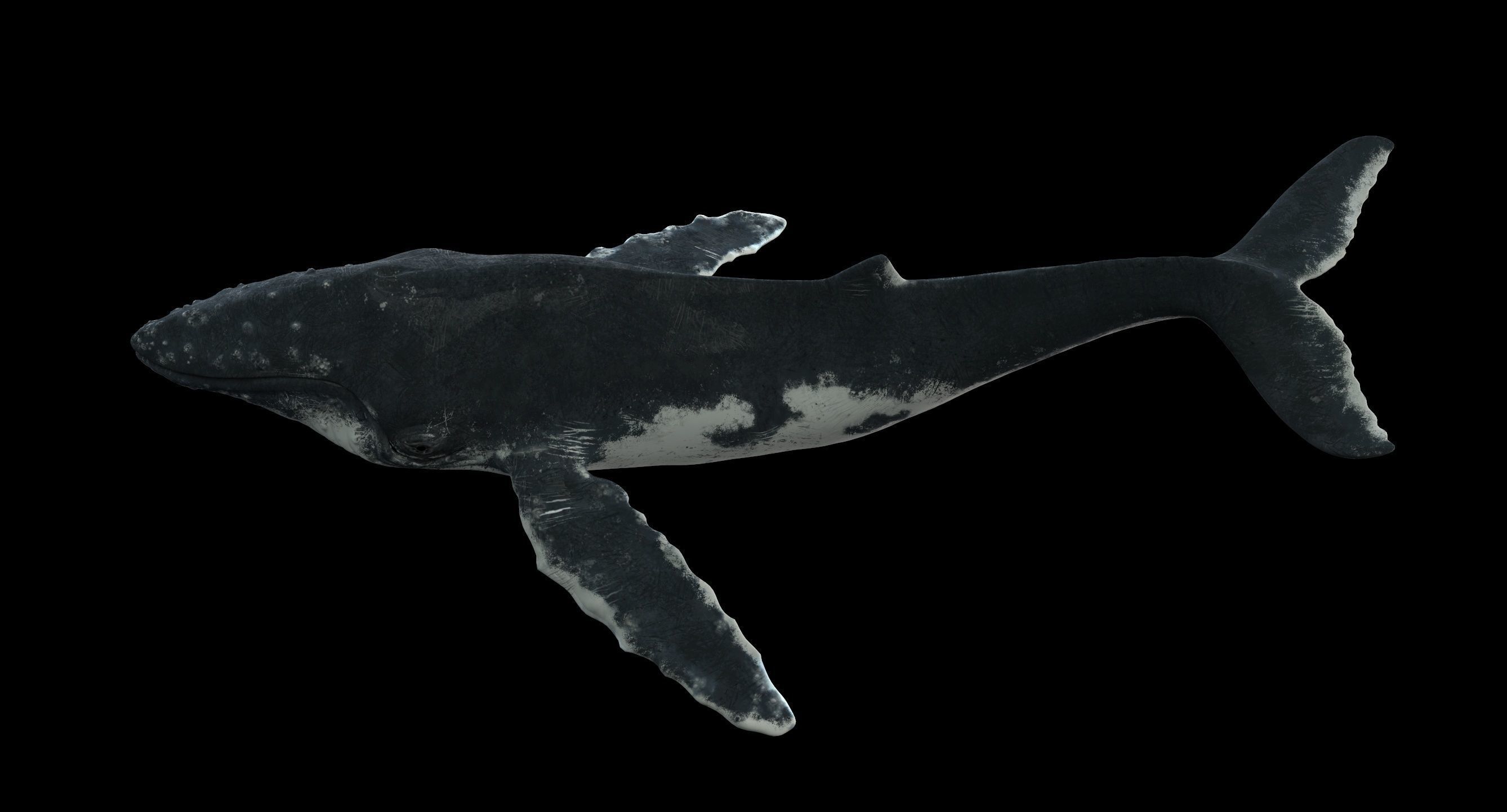 Humpback whale 3D model_19