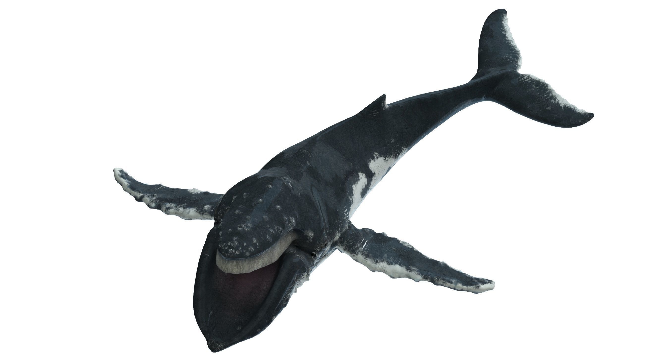 Humpback whale 3D model_13