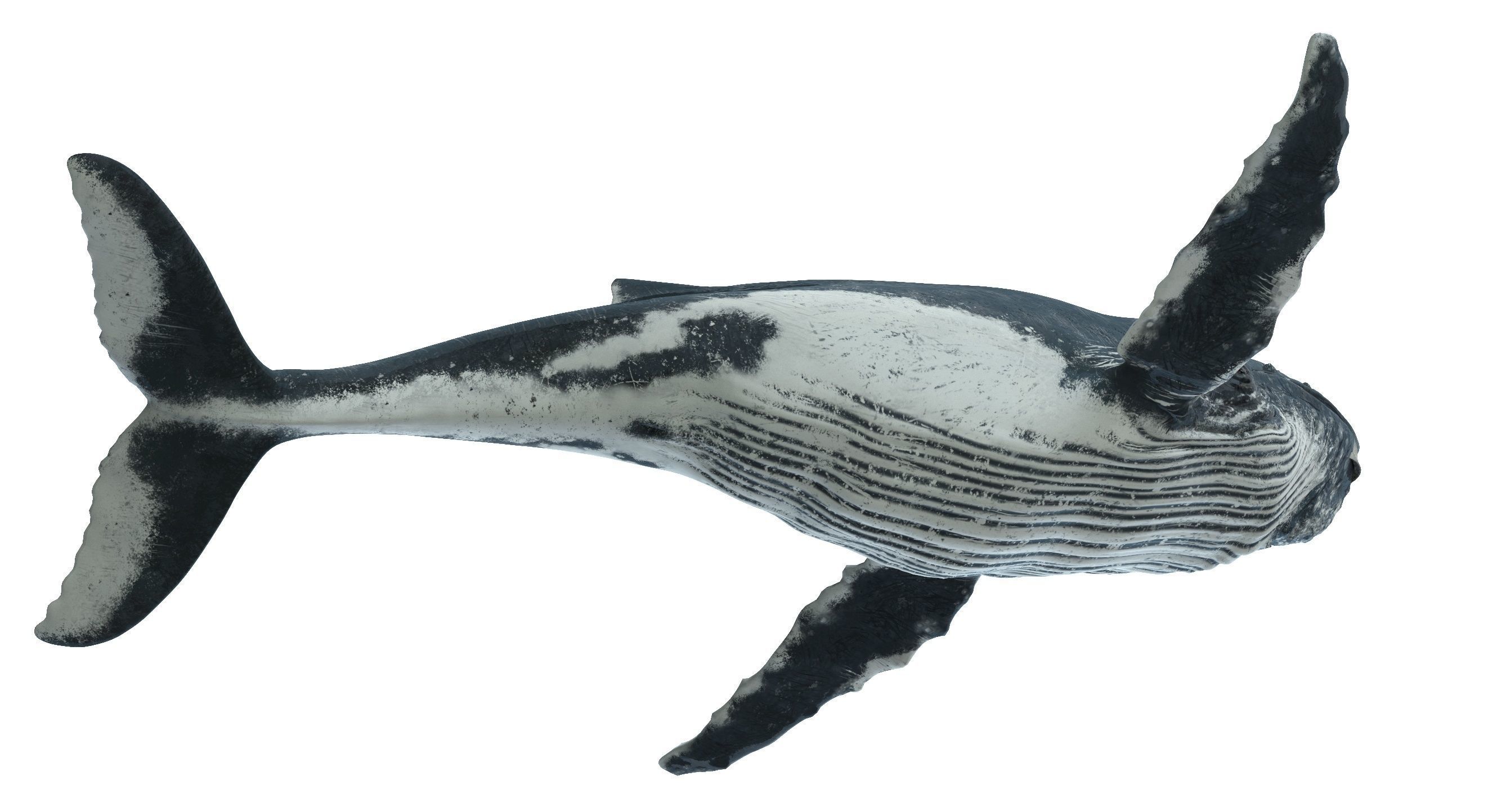 Humpback whale 3D model_5