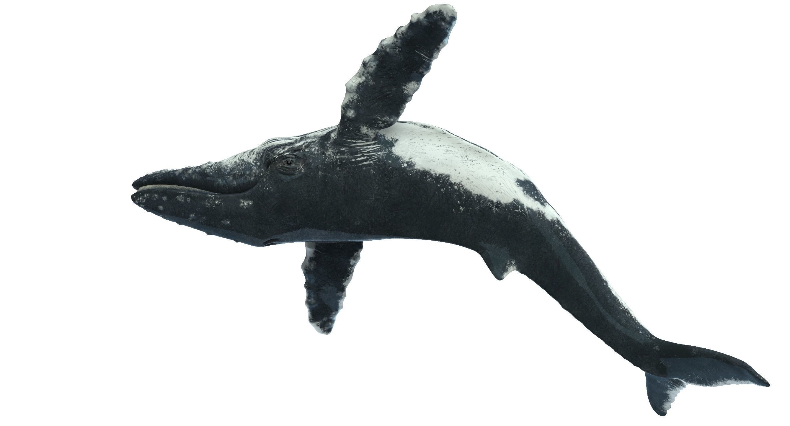 Humpback whale 3D model_7