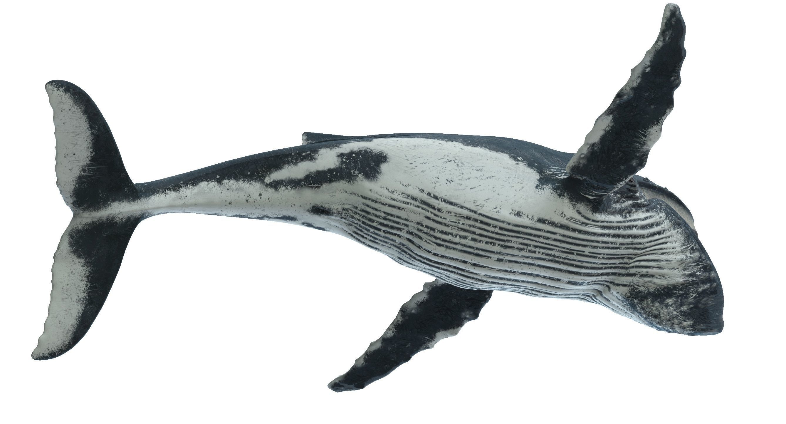 Humpback whale 3D model_3