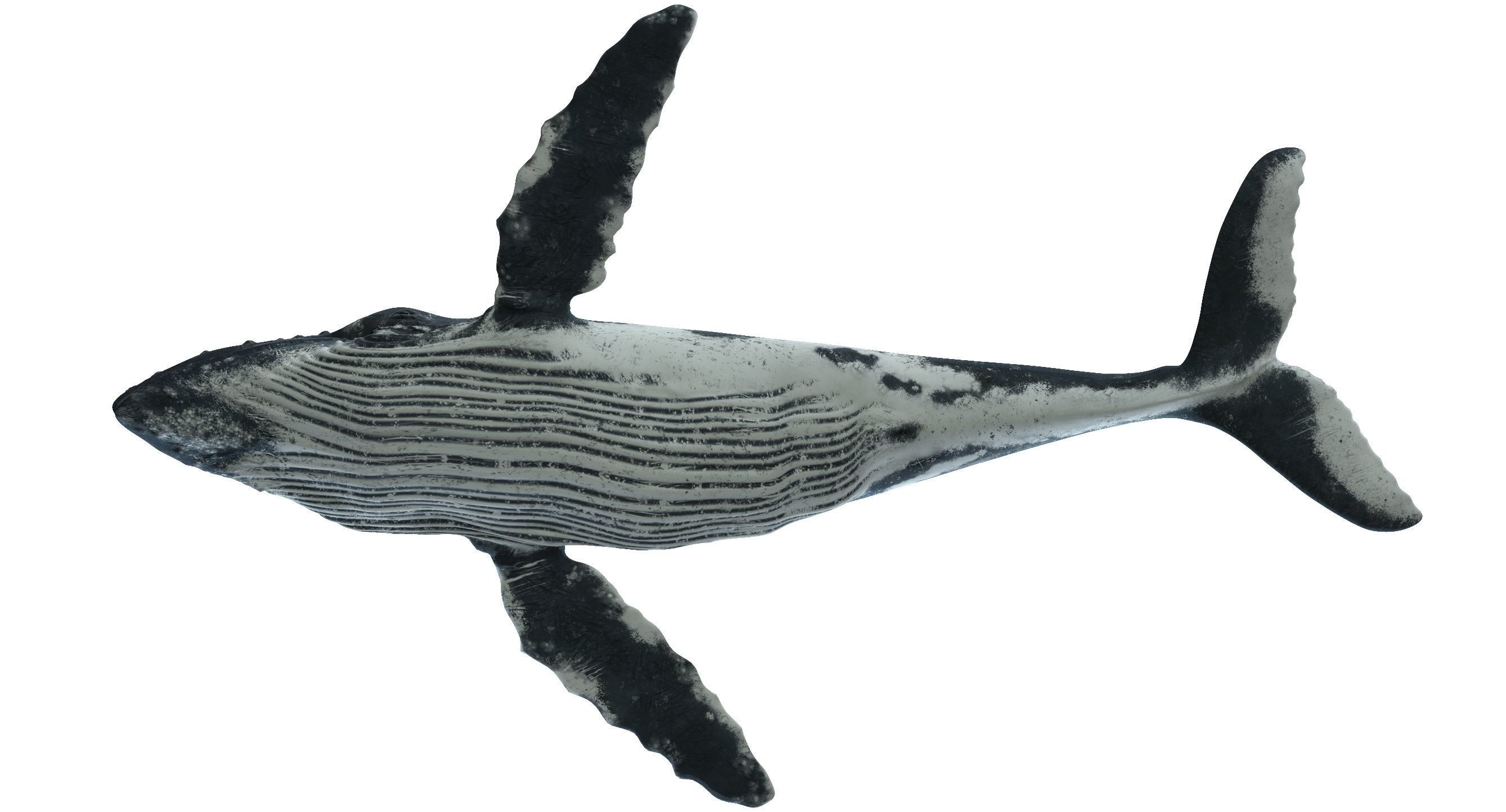 Humpback whale 3D model_9