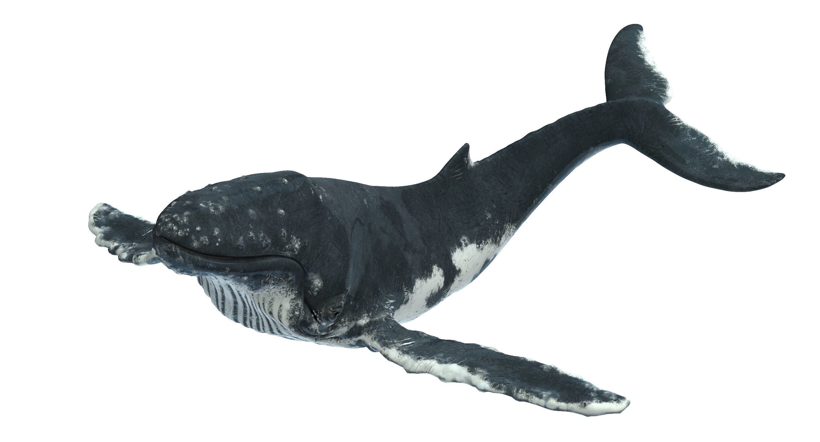 Humpback whale 3D model_8