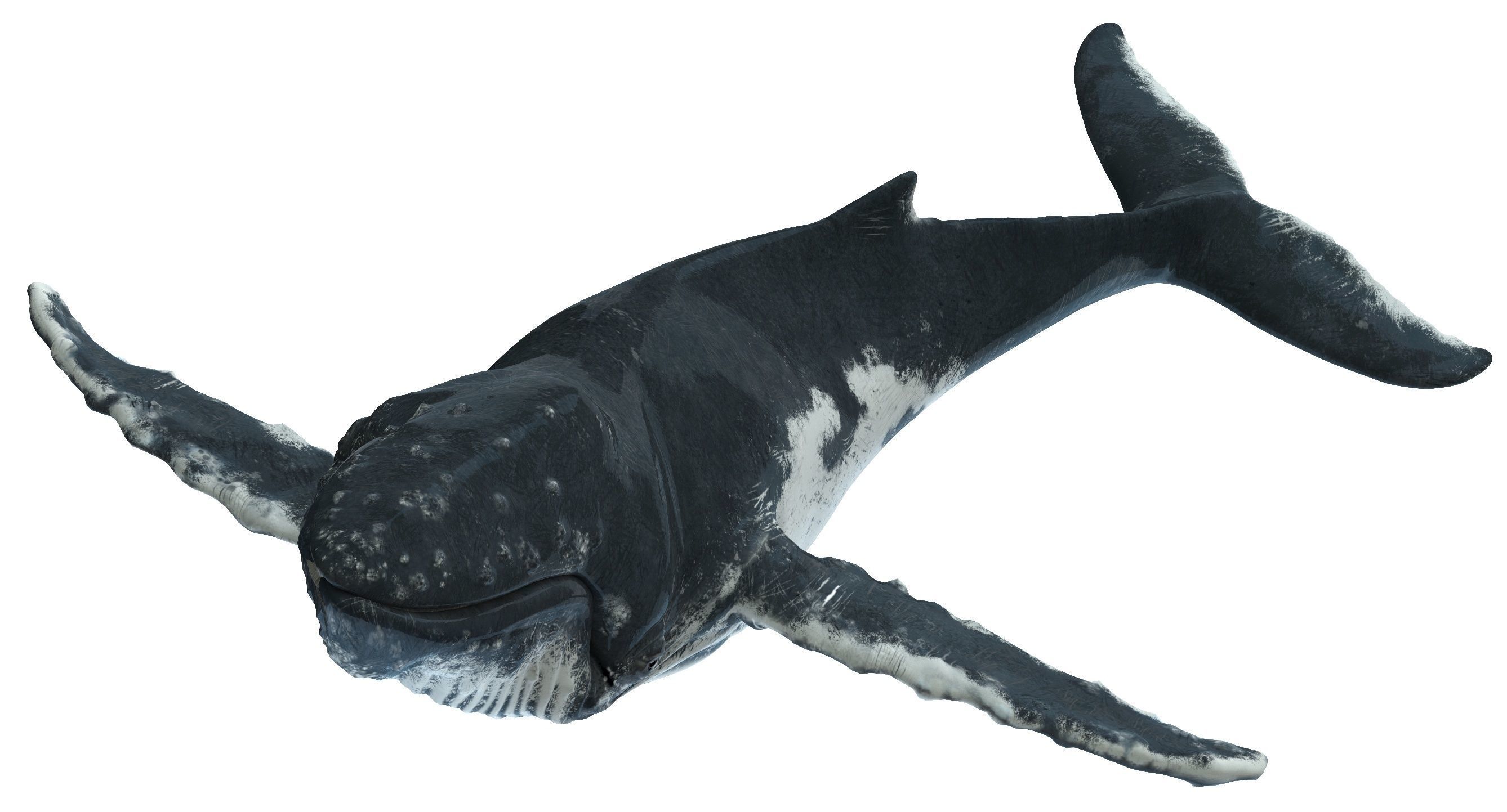 Humpback whale 3D model_6