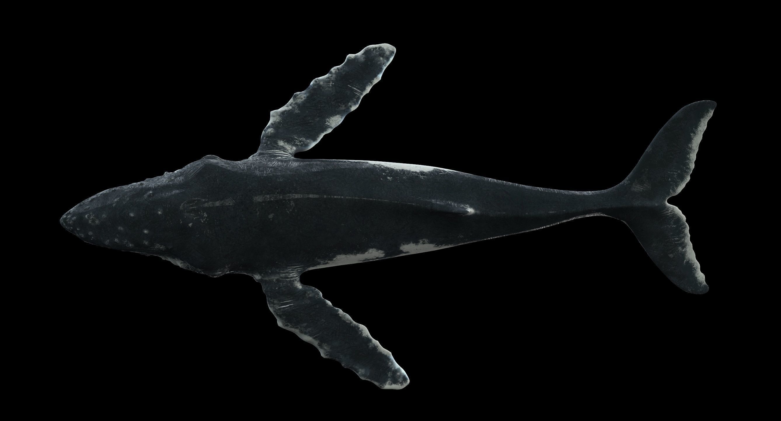Humpback whale 3D model_25
