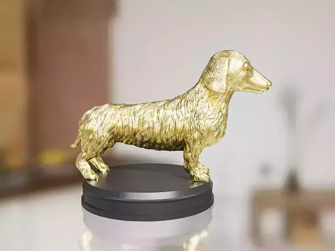 Gold Dachshund Long Hair