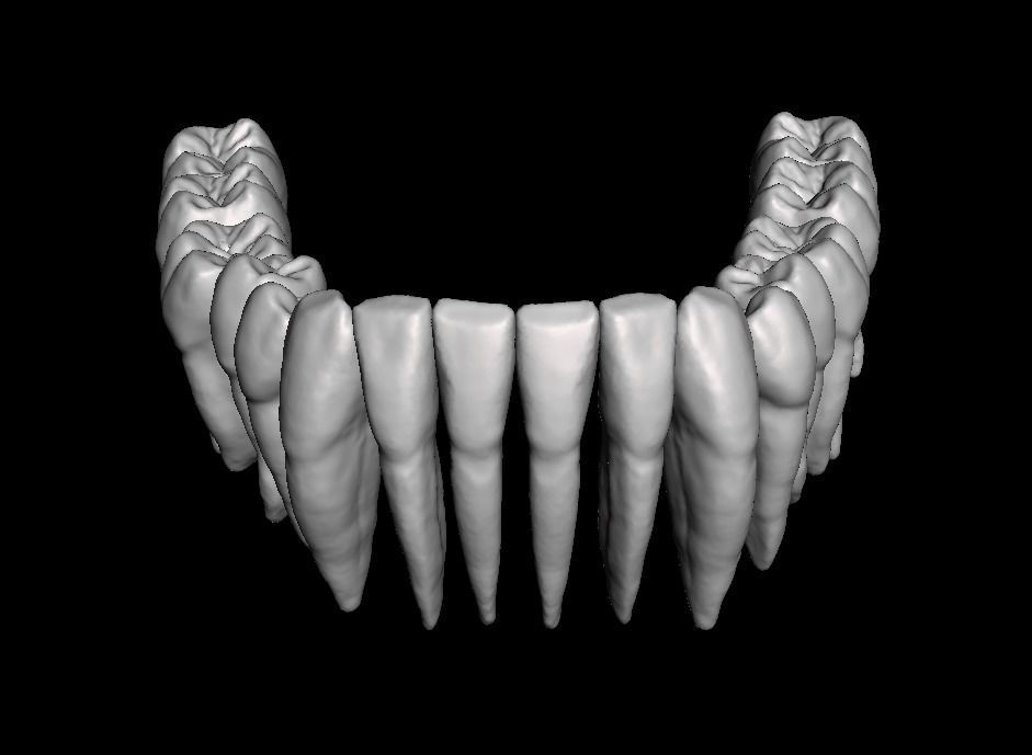 Anatomic Teeth with Roots Lower Arch 3D Model 3D print model_1