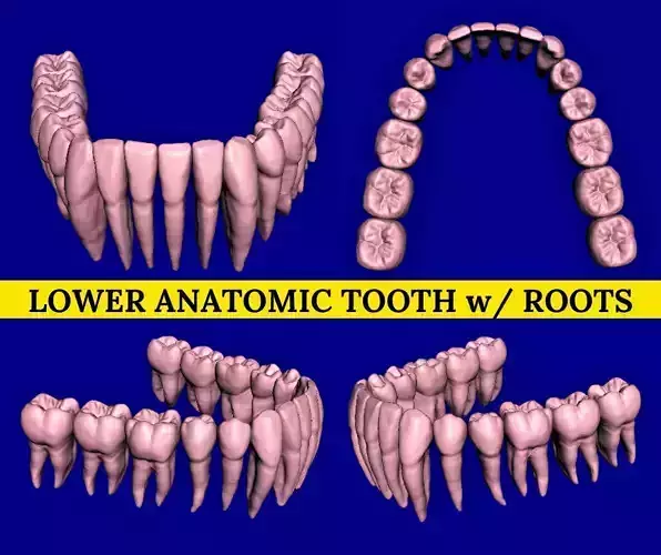  Anatomic Teeth with Roots Lower Arch 3D Model 3D print model