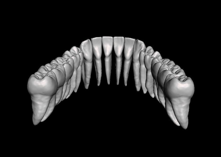 Anatomic Teeth with Roots Lower Arch 3D Model 3D print model_2