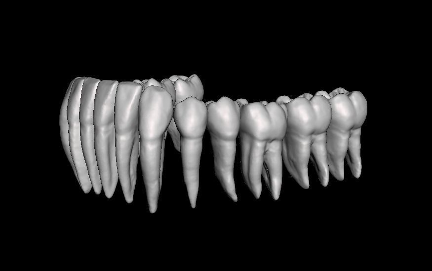 Anatomic Teeth with Roots Lower Arch 3D Model 3D print model_7