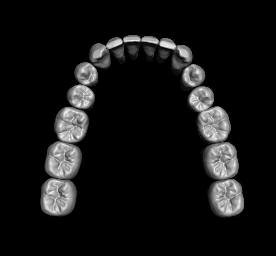 Anatomic Teeth with Roots Lower Arch 3D Model 3D print model_3