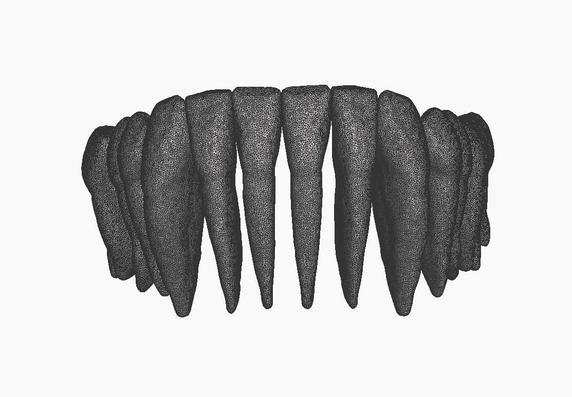 Anatomic Teeth with Roots Lower Arch 3D Model 3D print model_8