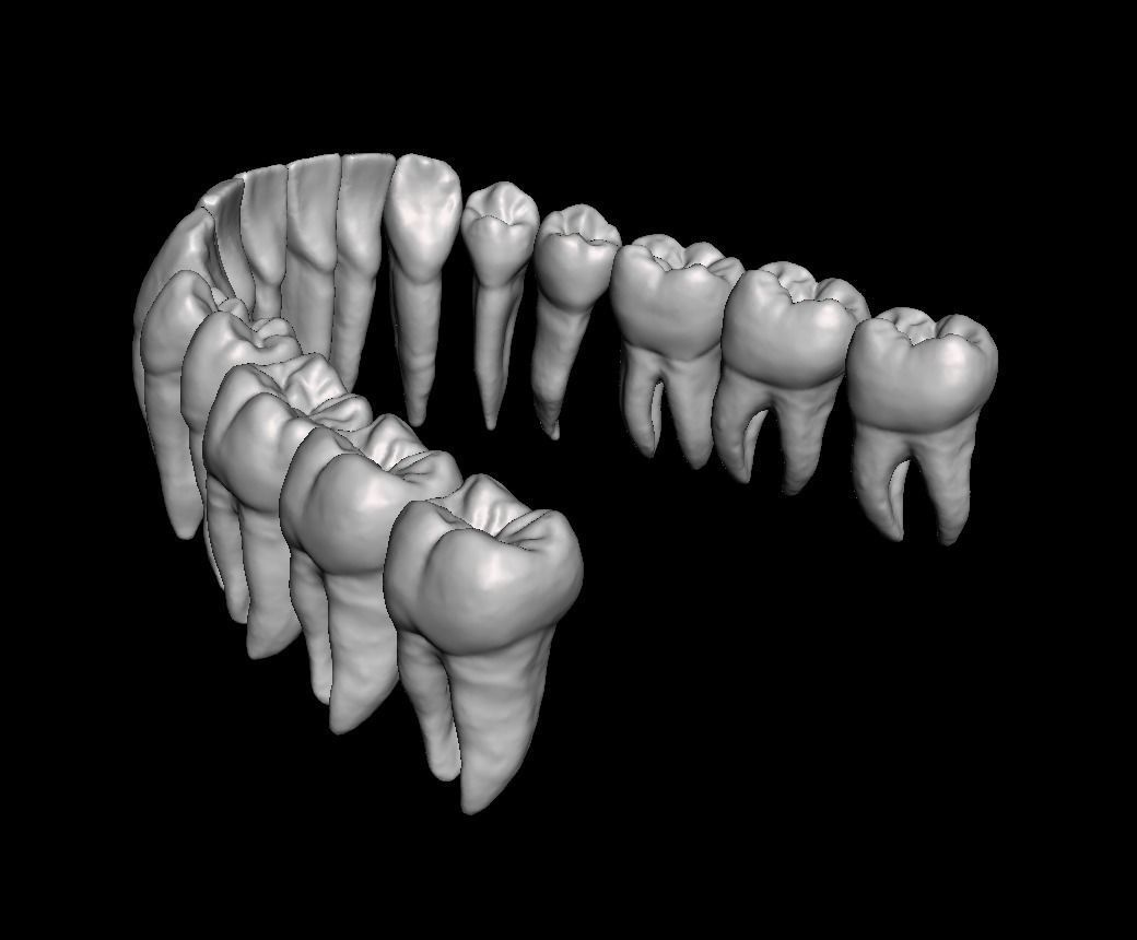 Anatomic Teeth with Roots Lower Arch 3D Model 3D print model_4