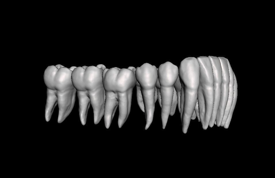 Anatomic Teeth with Roots Lower Arch 3D Model 3D print model_6