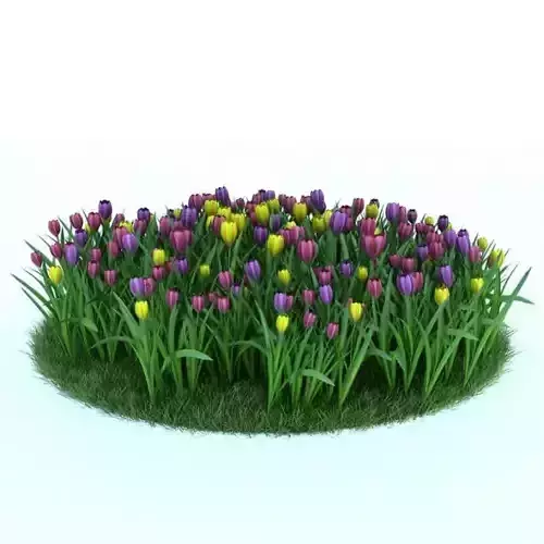 Colourful Tulip Flowers Tulipa Batalinii