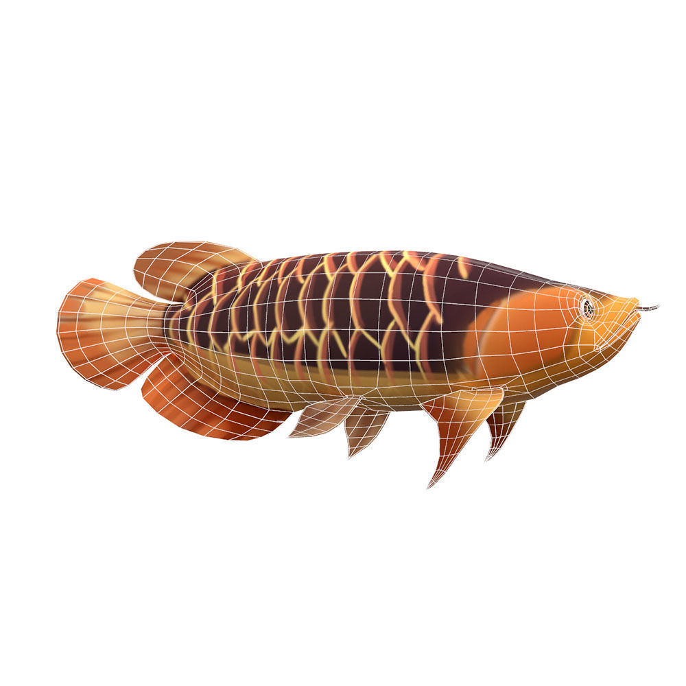 Asian Arowana fish animated Low-poly 3D model_5